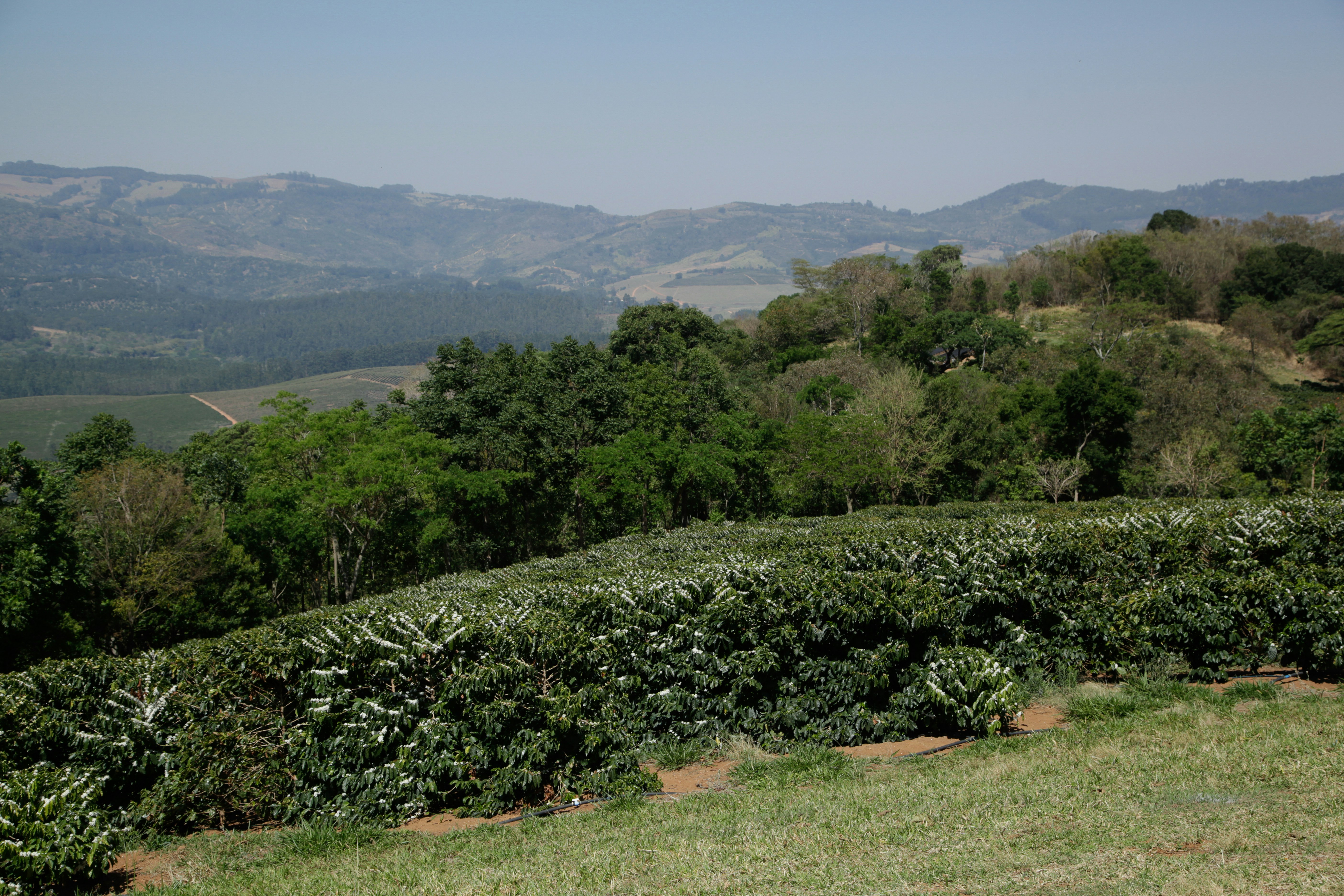 Rows of coffee plants on a hillside with mountains in Brazil