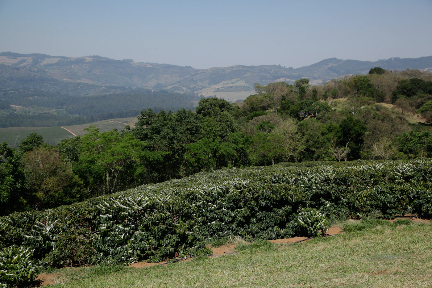 Coffee plants growing on a mountain hillside