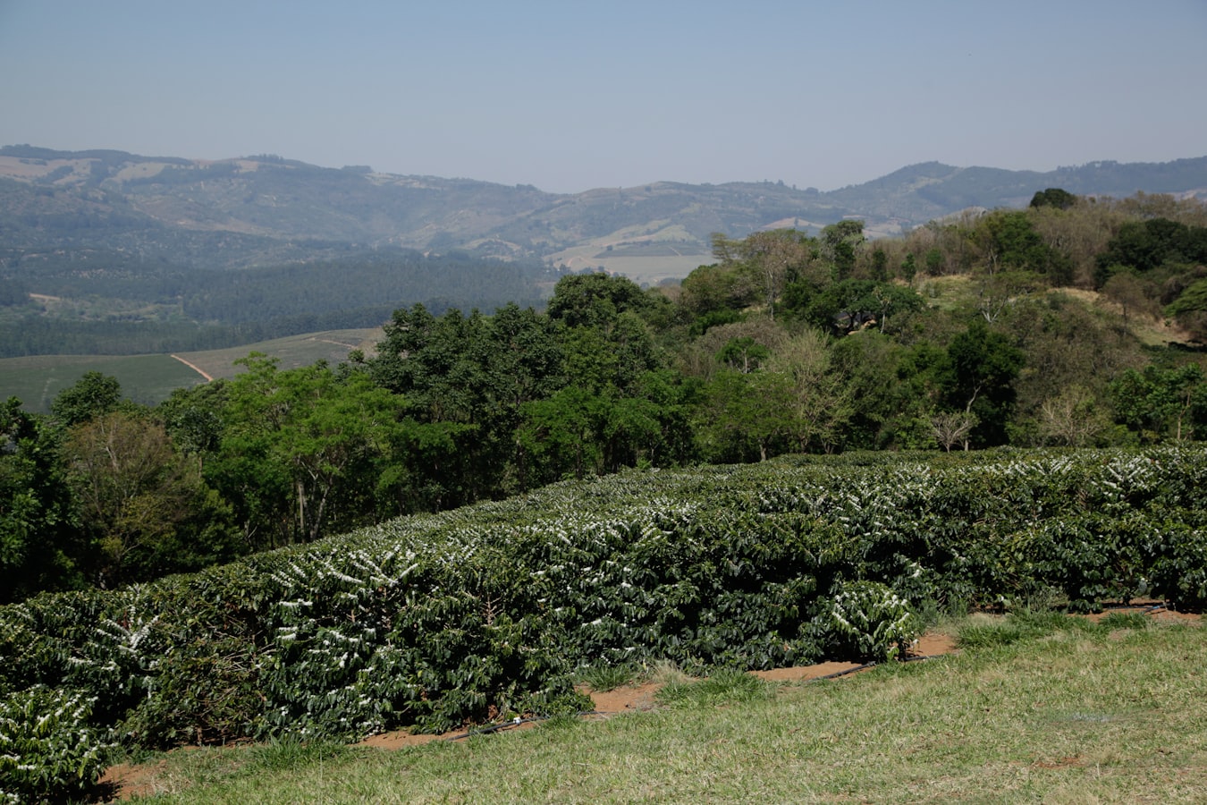Rânduri de cafea în floare pe un deal din São Sebastião da Grama, São Paulo, cu munții Mantiqueira în fundal