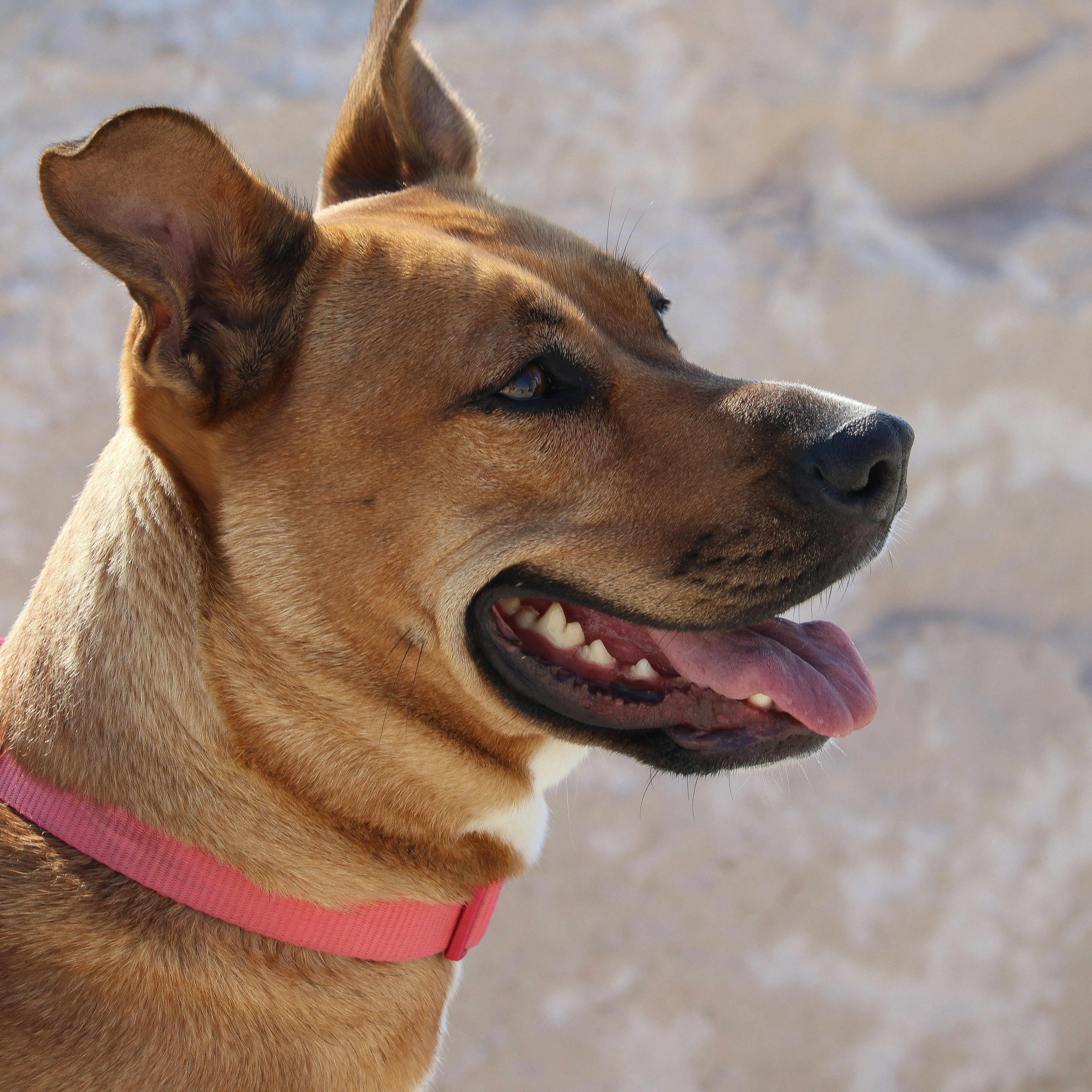A brown dog with a pink collar looks right.