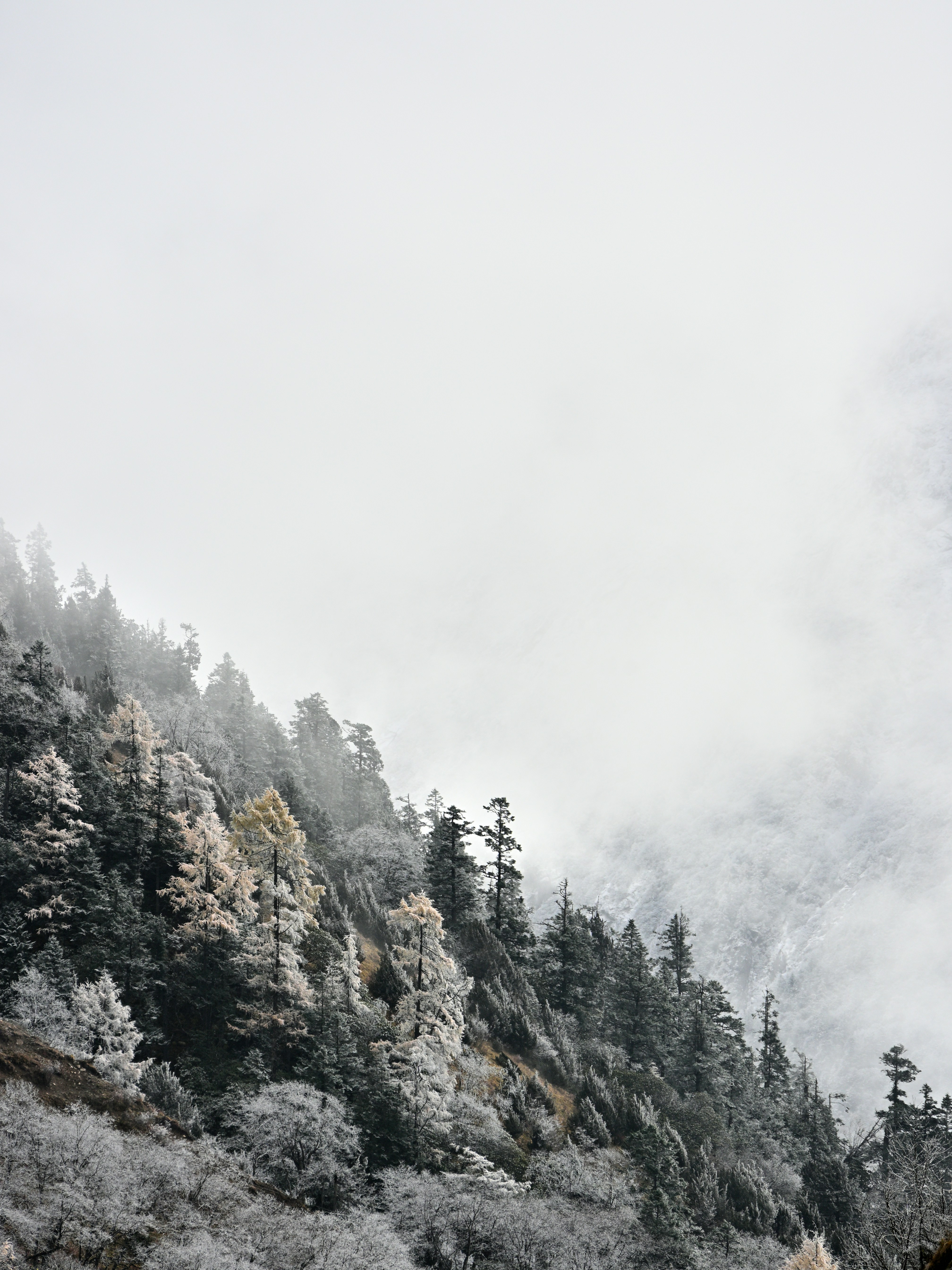 Snow covered trees on a foggy mountainside