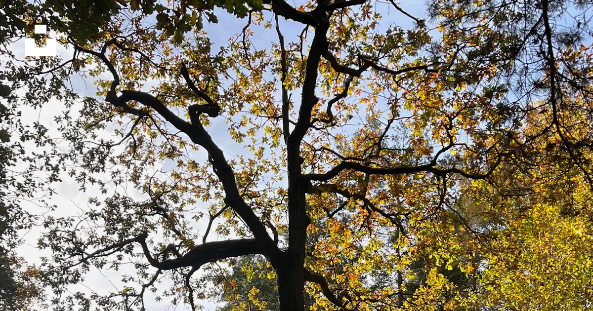 A person walks on a path in an autumn forest. photo – Free Autumn ...