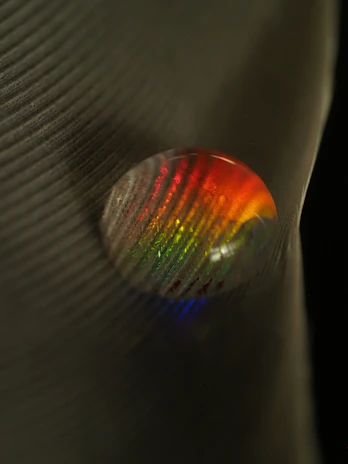 Water droplet refracts rainbow colors on feather