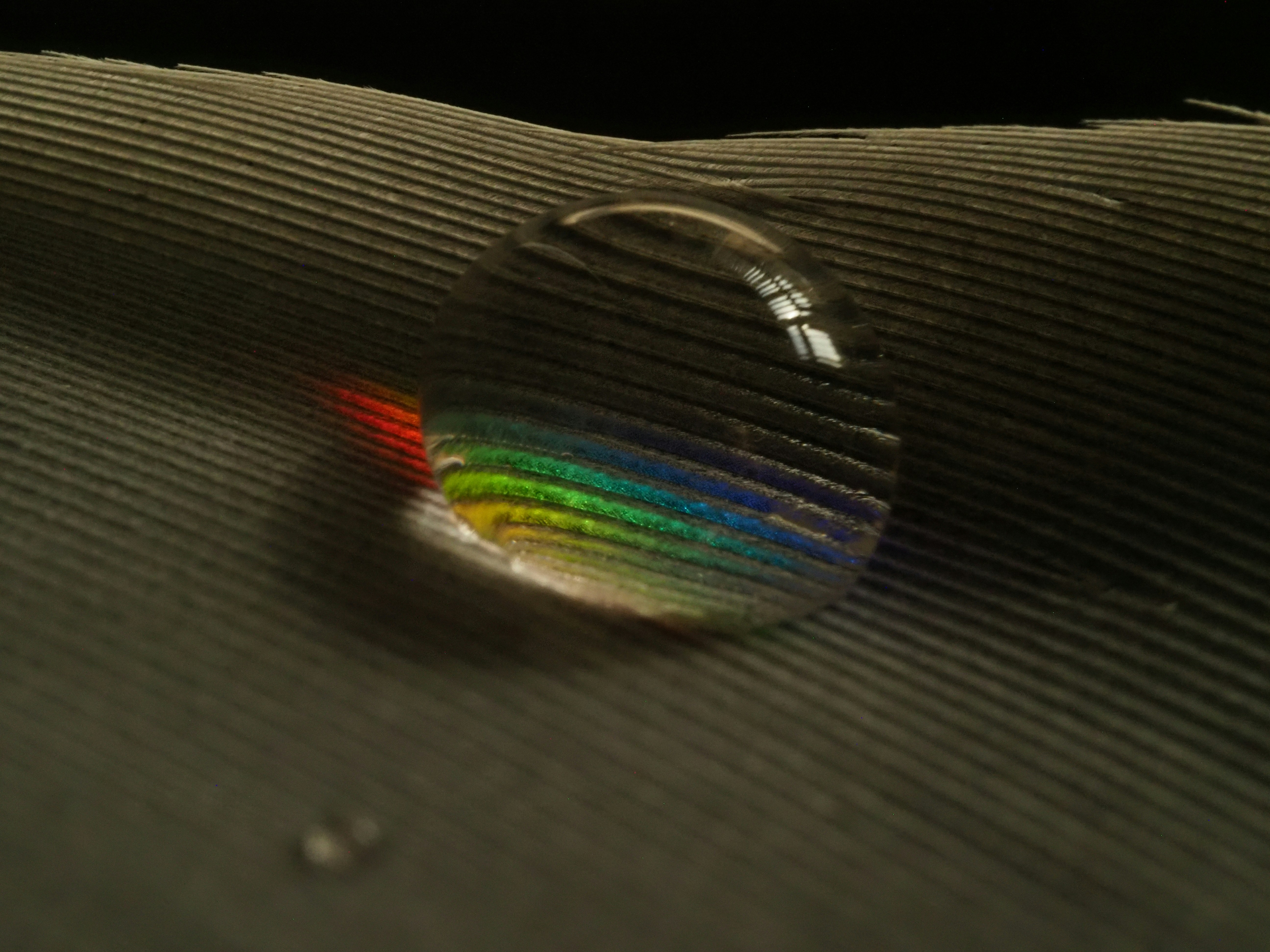 Gocciolina d'acqua con i colori dell'arcobaleno sulla piuma