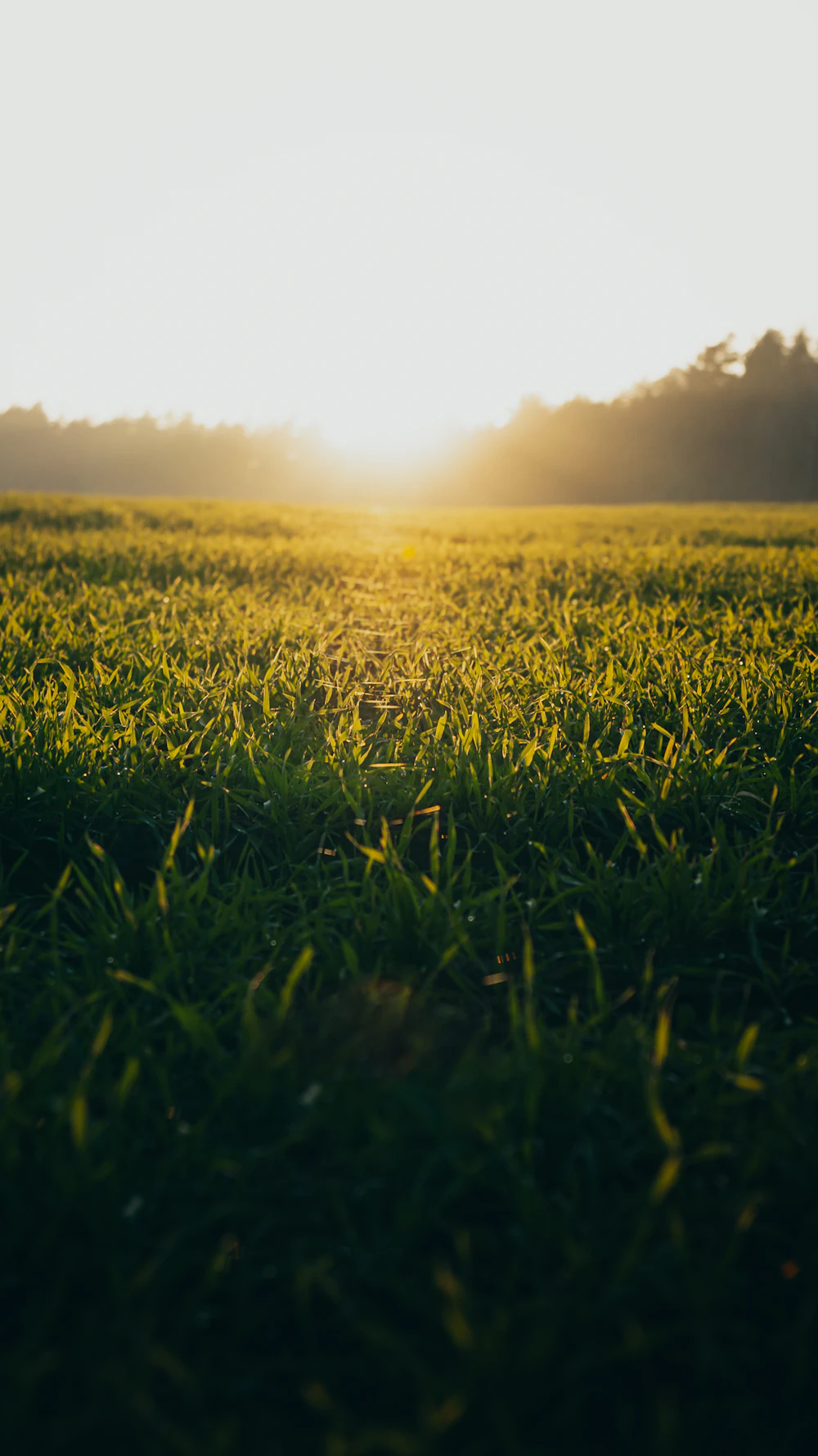 Low sun glowing over a green field at the edge of a wood
