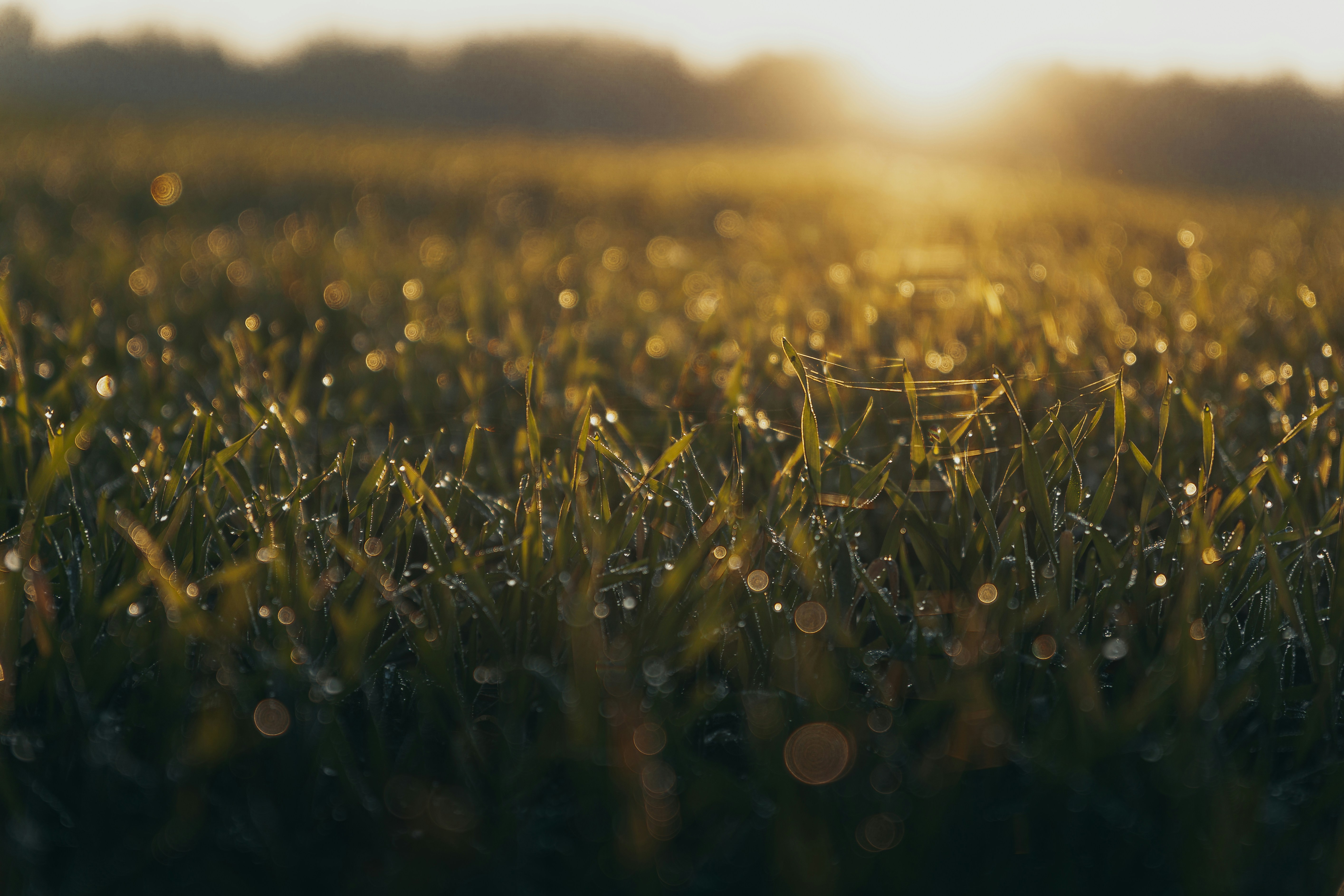 Dewdrops on grass with sun rising in background