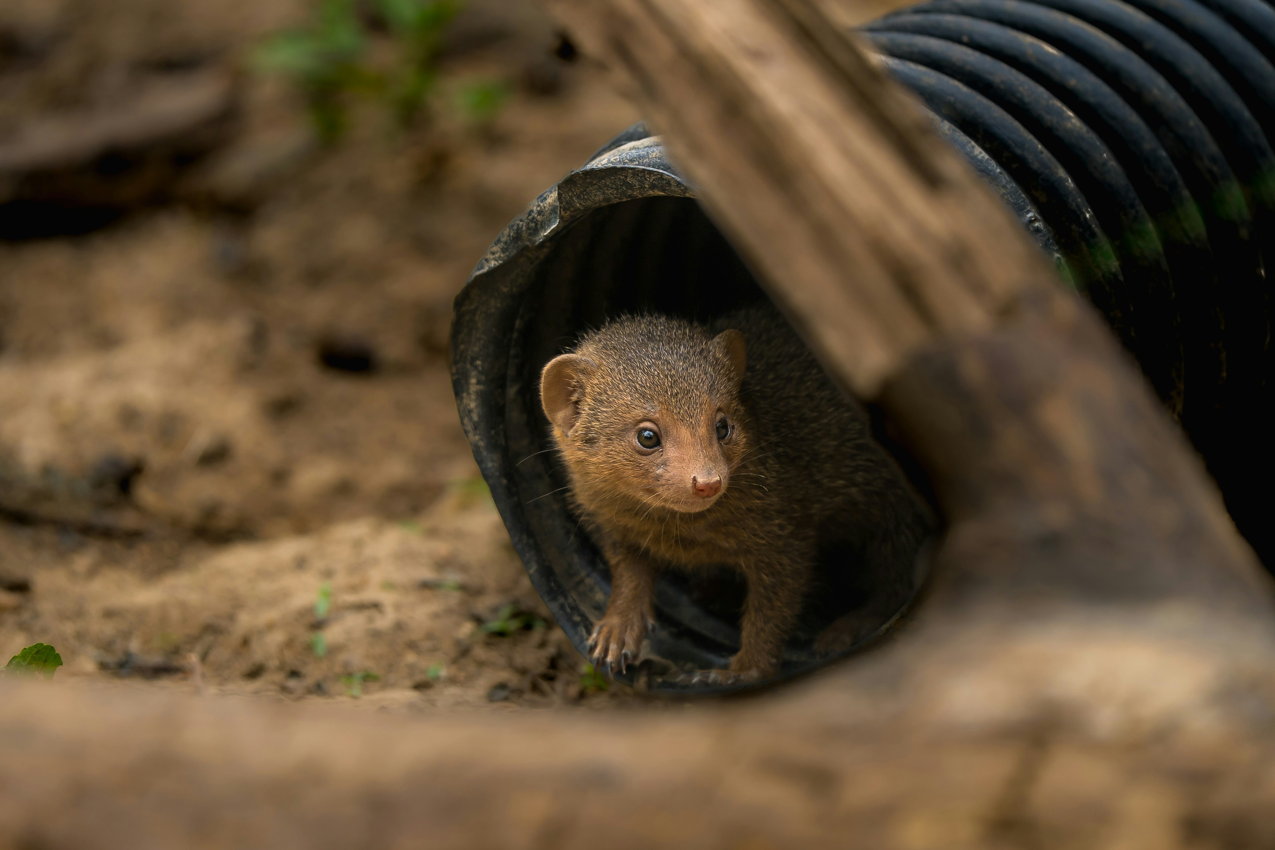 Une petite mangouste jette un coup d’œil hors d’un tunnel sombre.