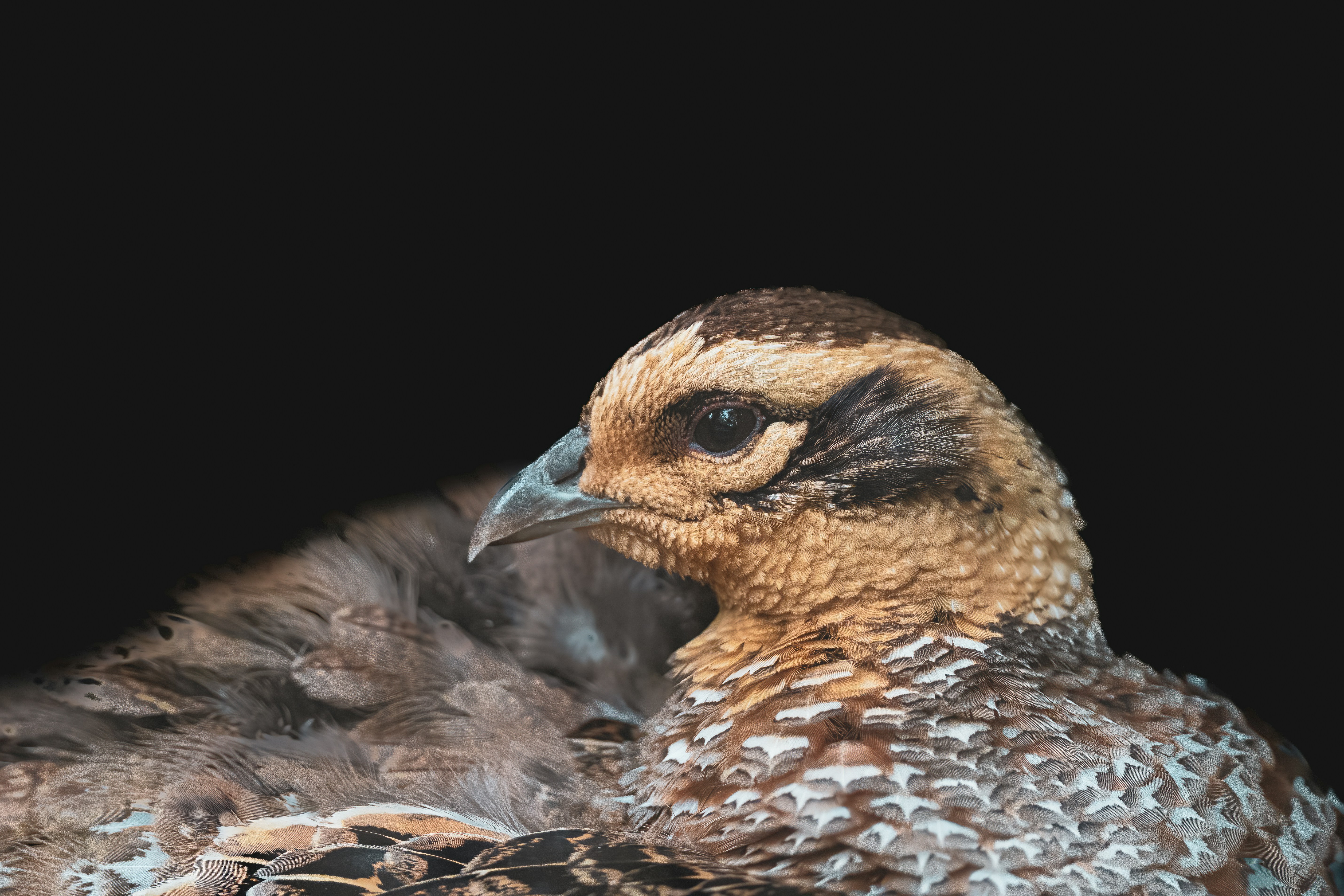 Un gros plan d’un oiseau brun avec fond noir