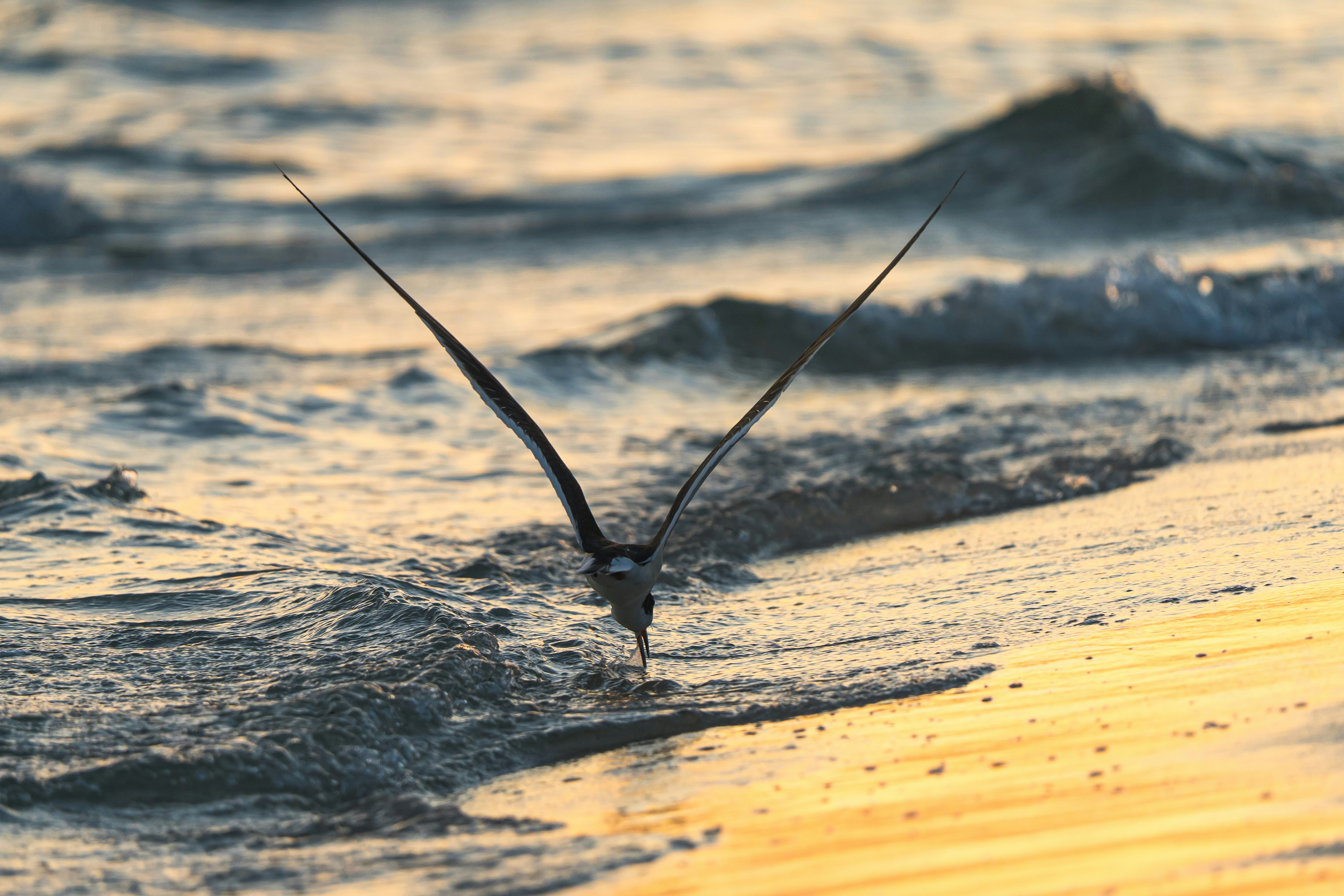 Un oiseau vole bas au-dessus de l’eau au coucher du soleil.