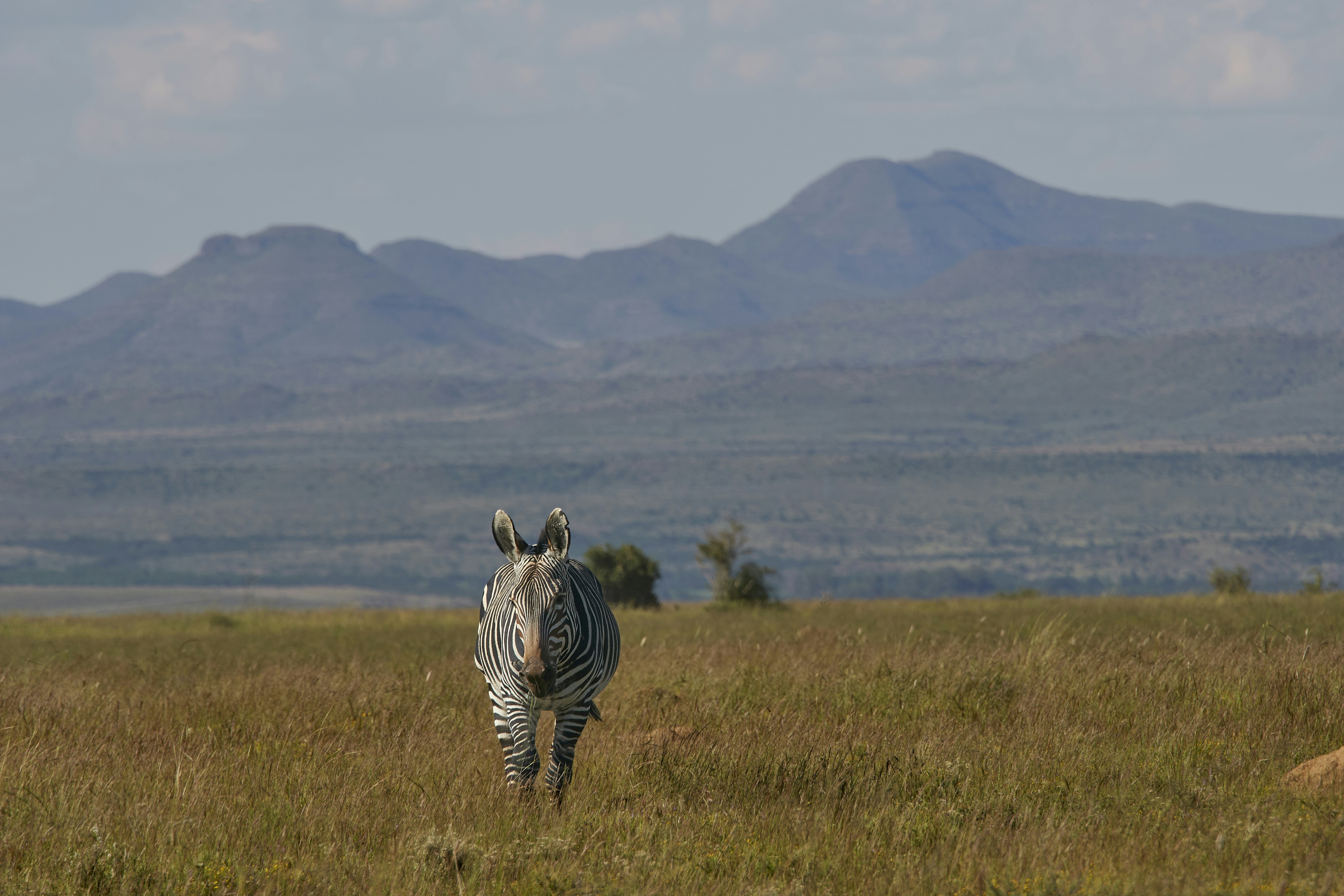 Photo by wolfgang_hasselmann