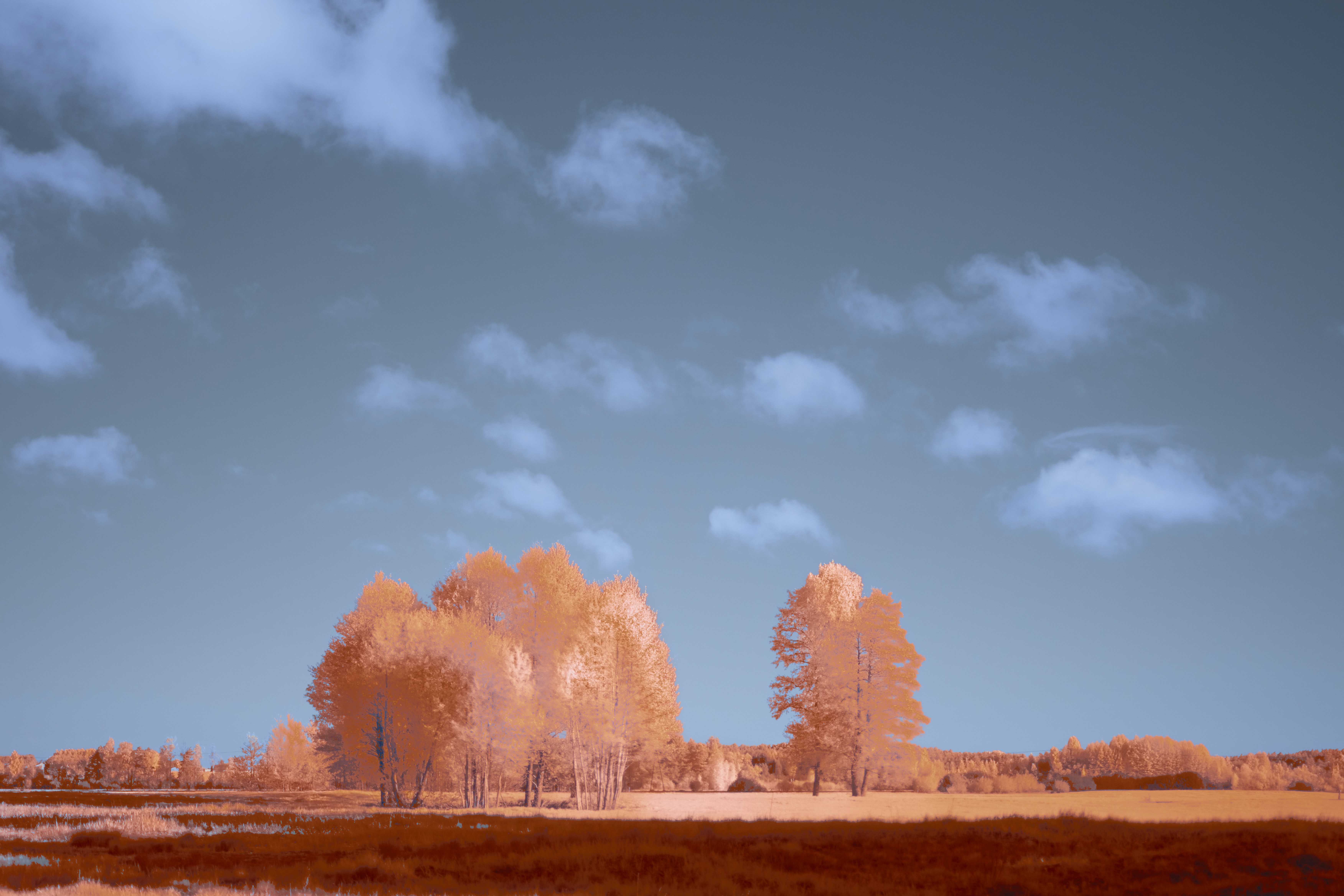 Photo by wolfgang_hasselmann