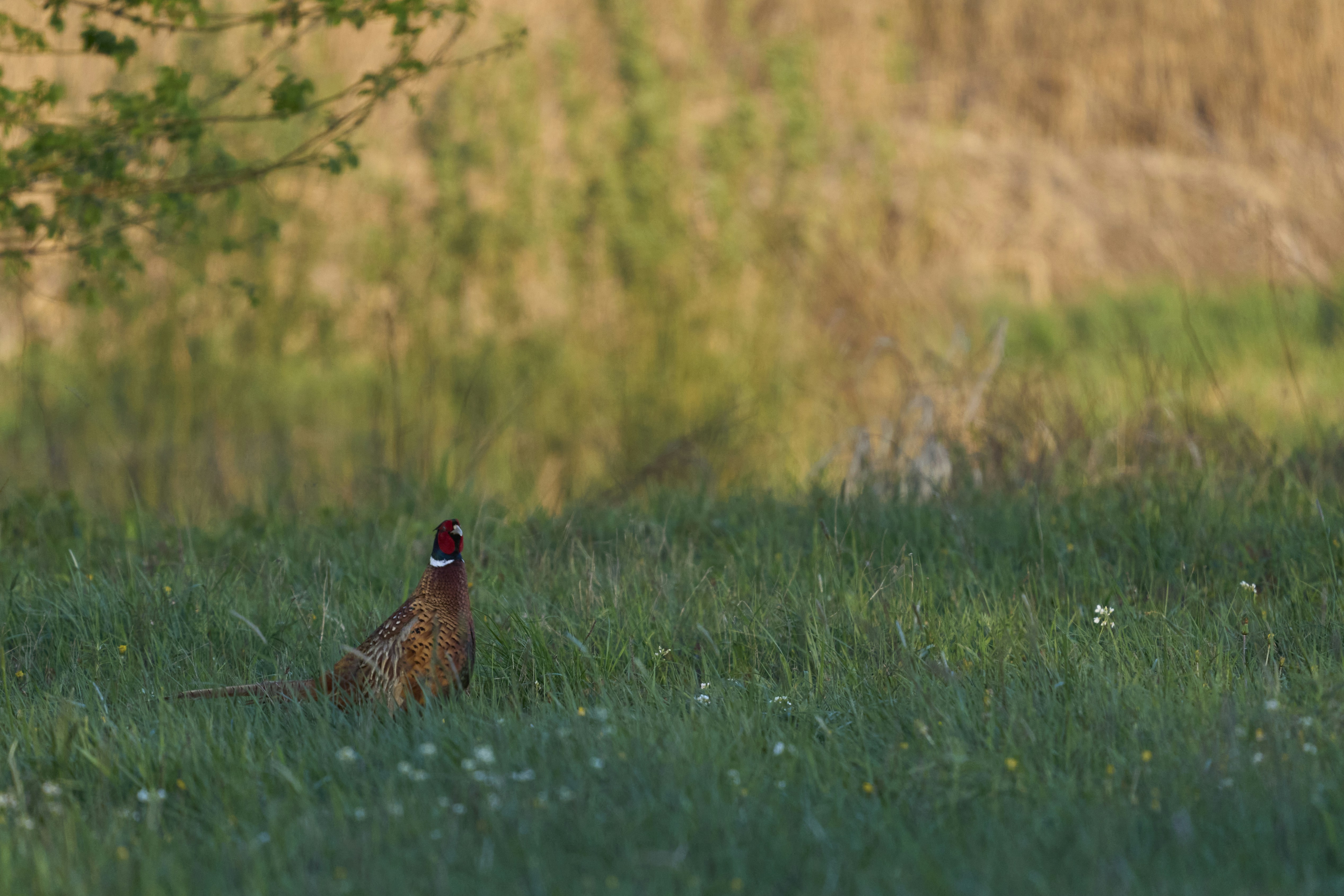 Photo by wolfgang_hasselmann