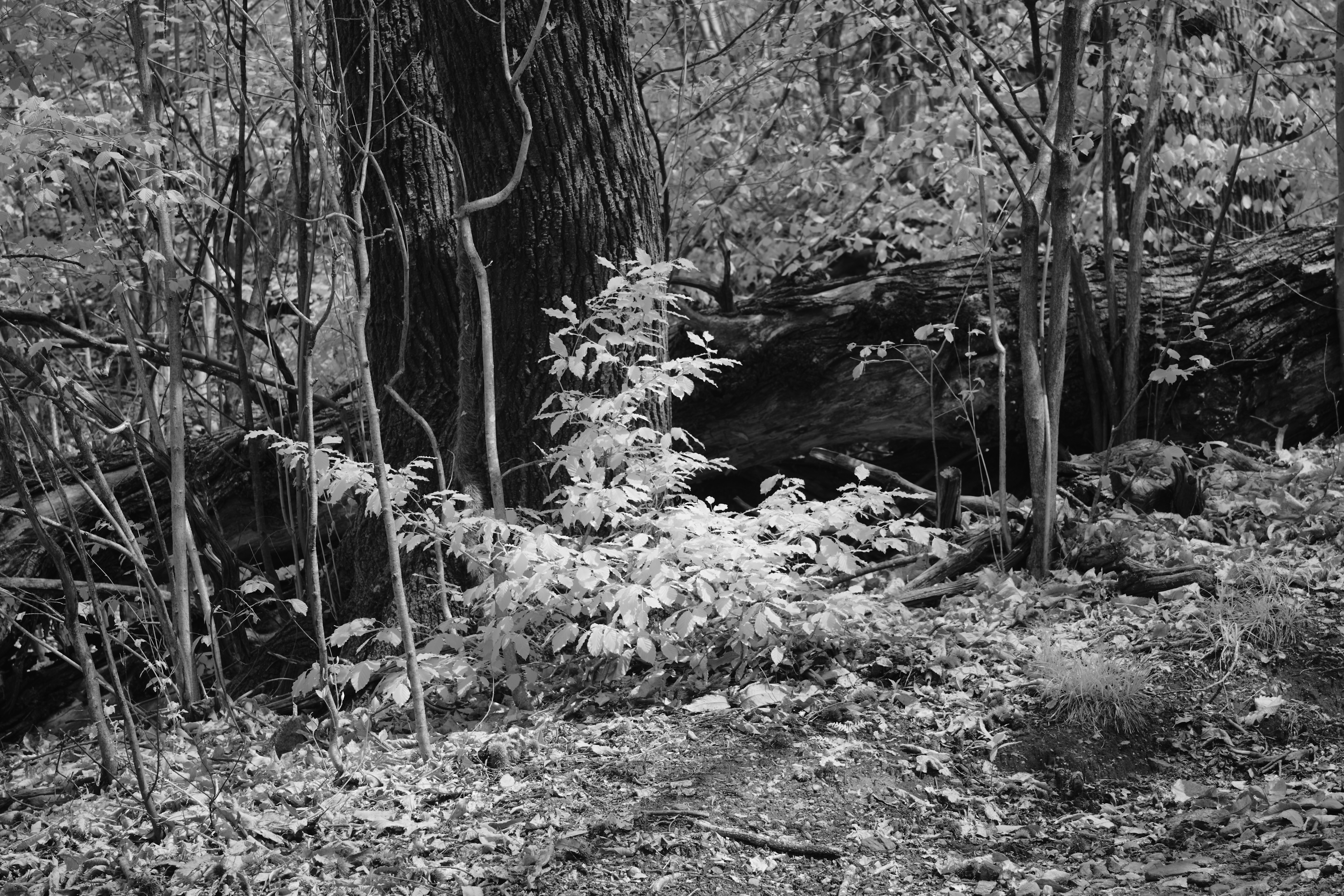 Photo by wolfgang_hasselmann