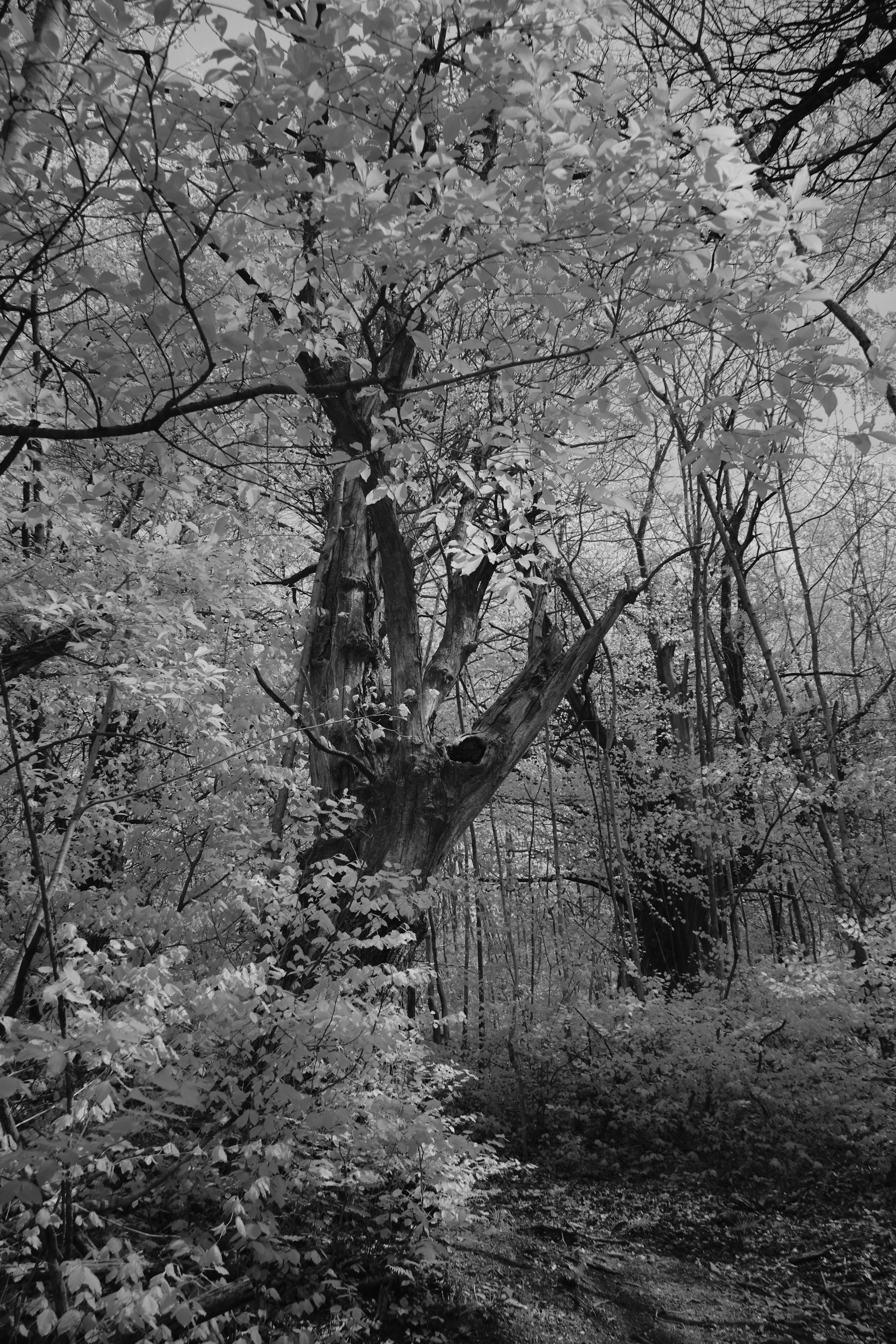 Photo by wolfgang_hasselmann