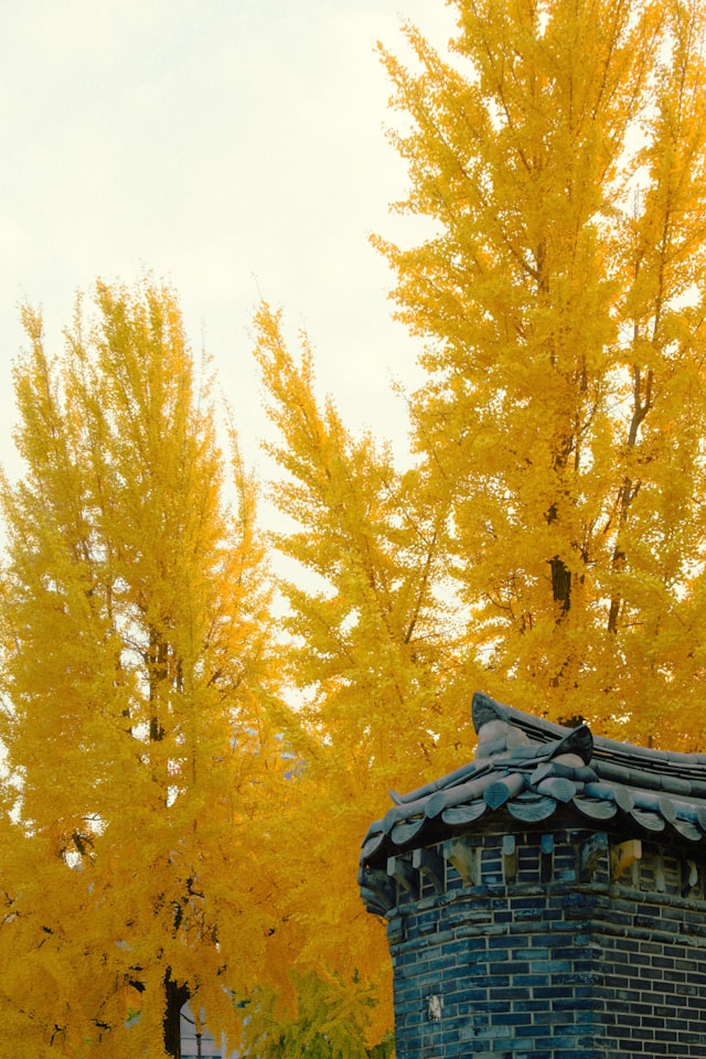 가을 은행나무와 한옥 지붕