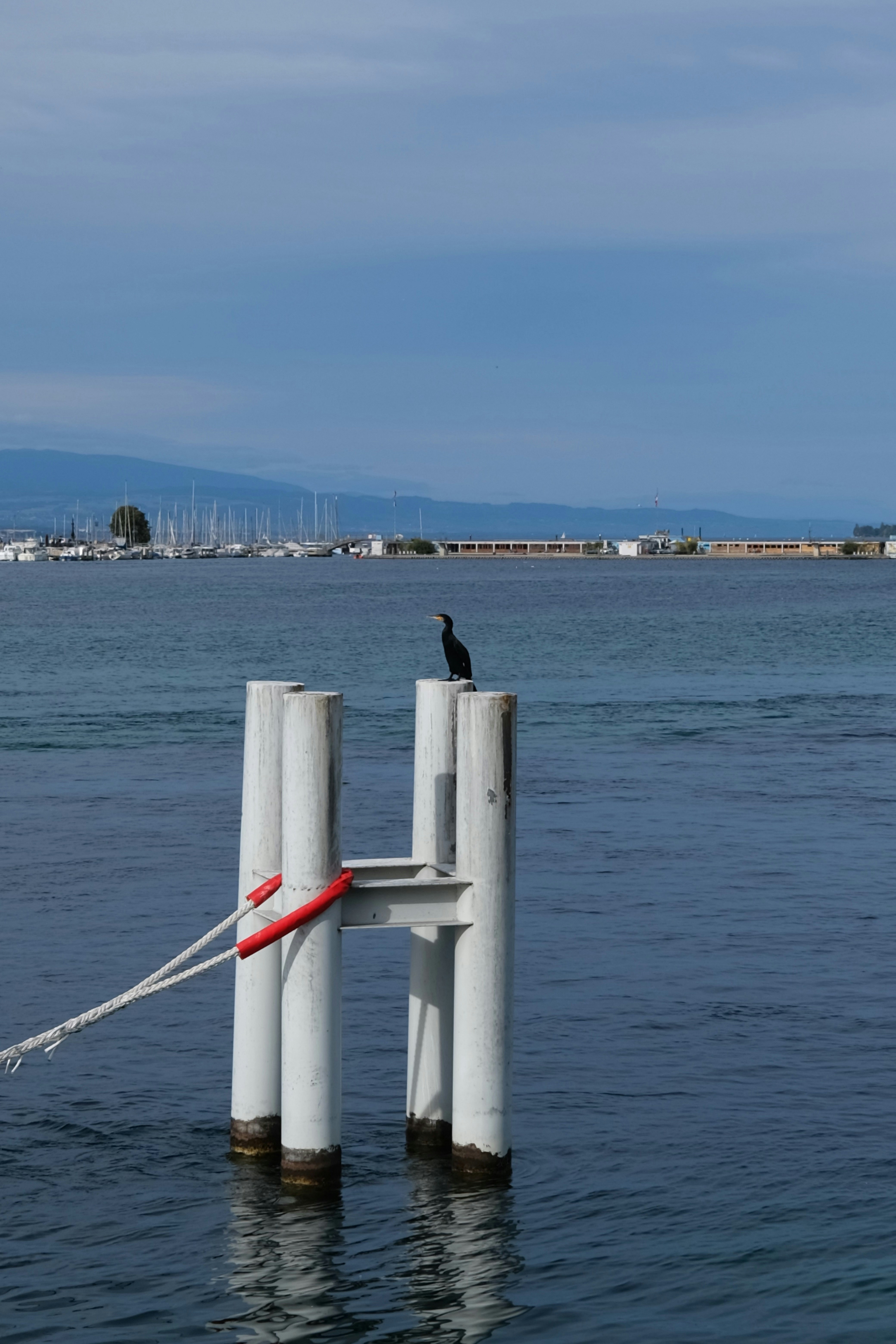 A cormorant perches on a white post in the water.