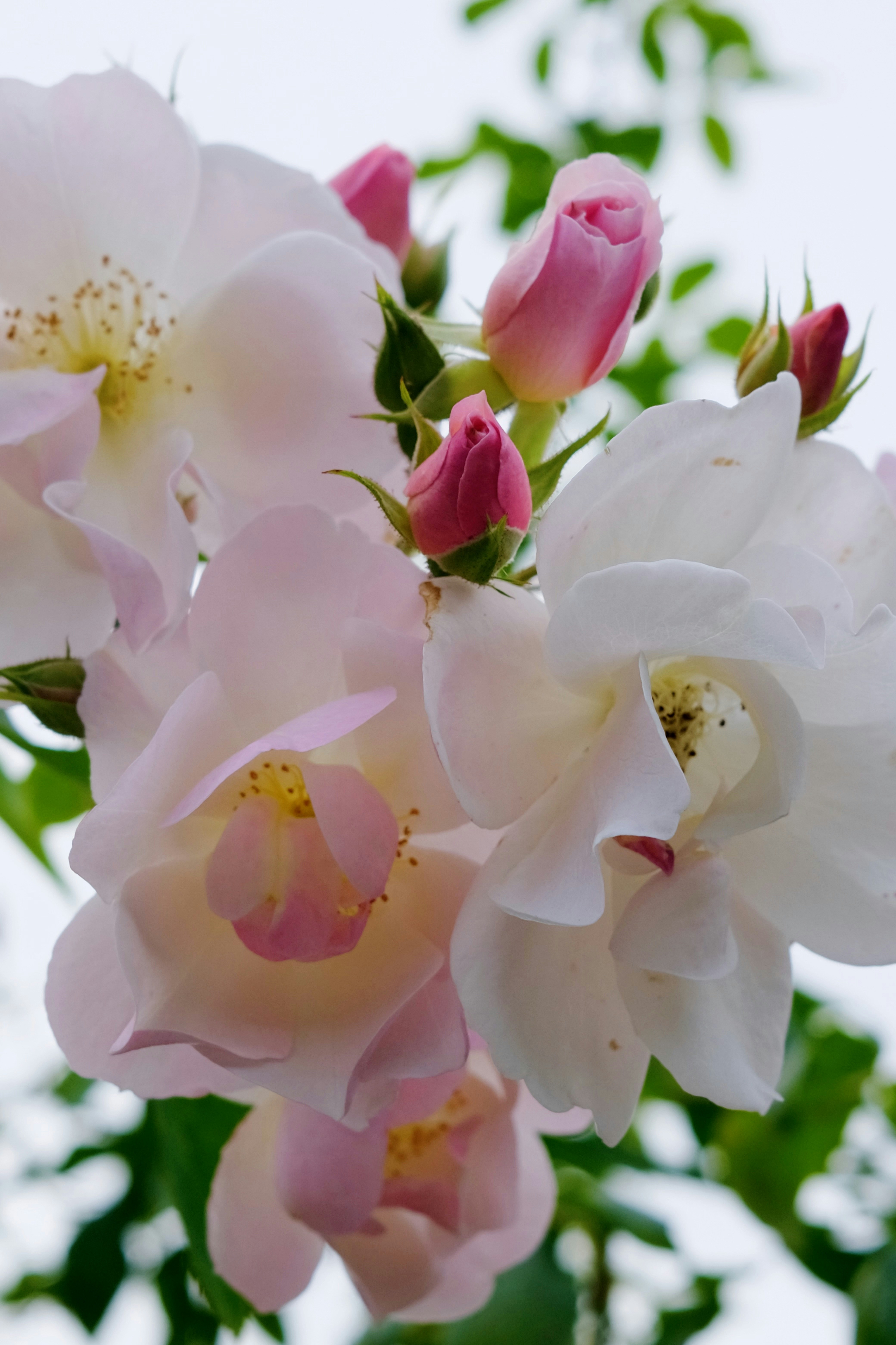Delicate pink and white roses with buds.