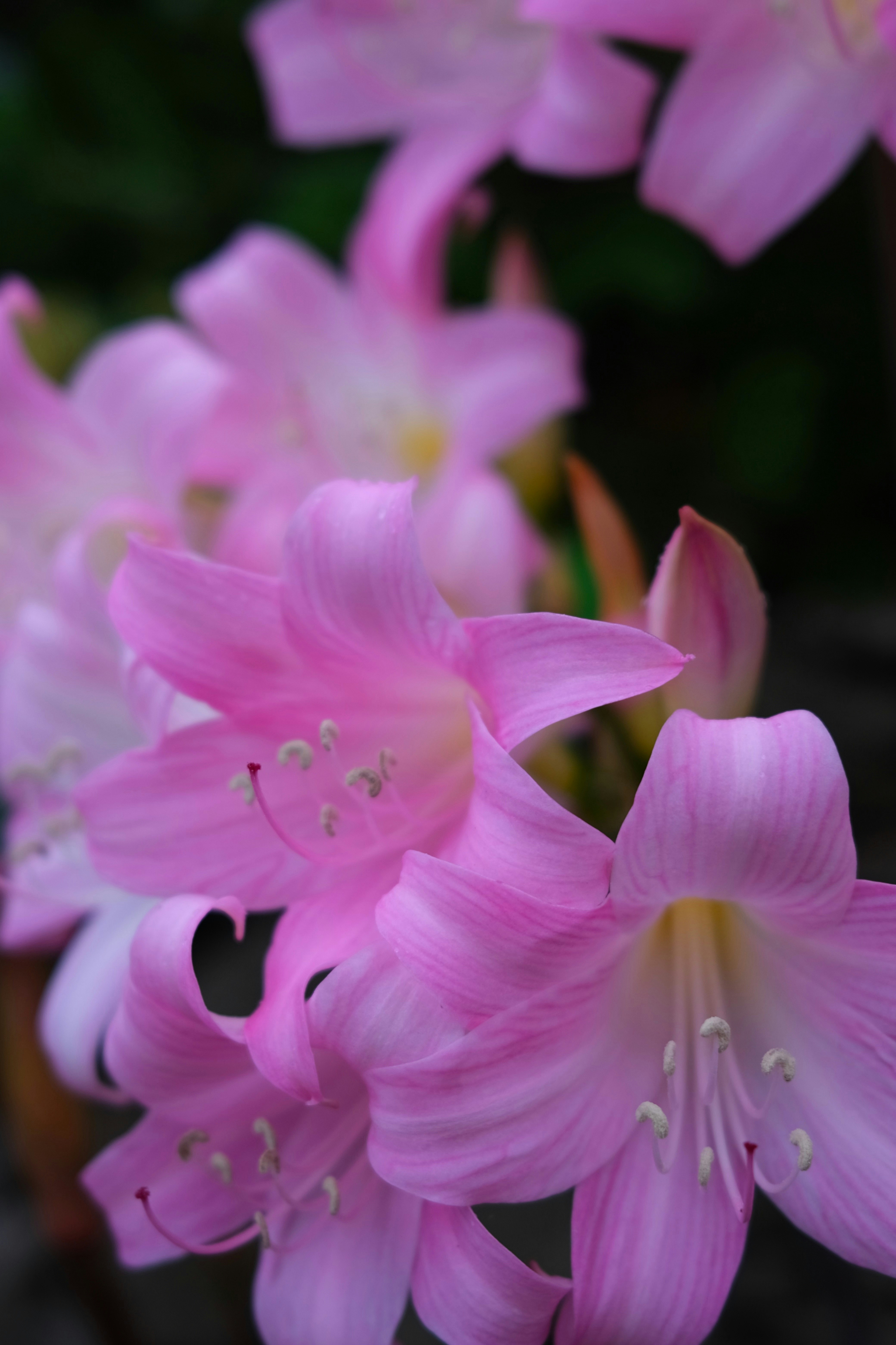 Close up of pink lilies with delicate petals