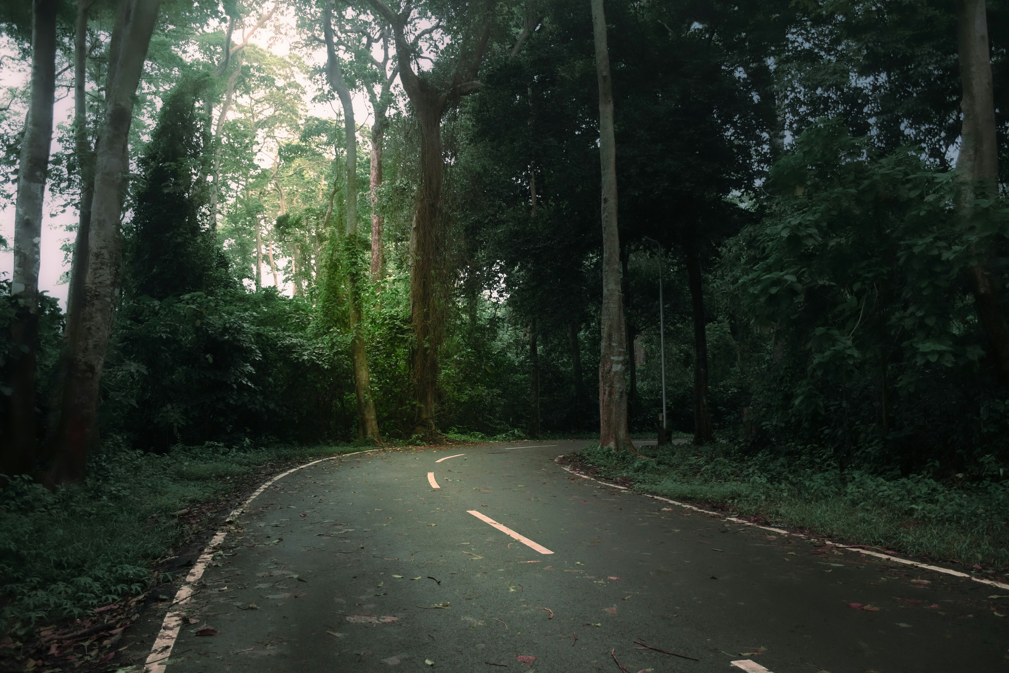 鬱蒼とした緑の森の中を曲がりくねった道。