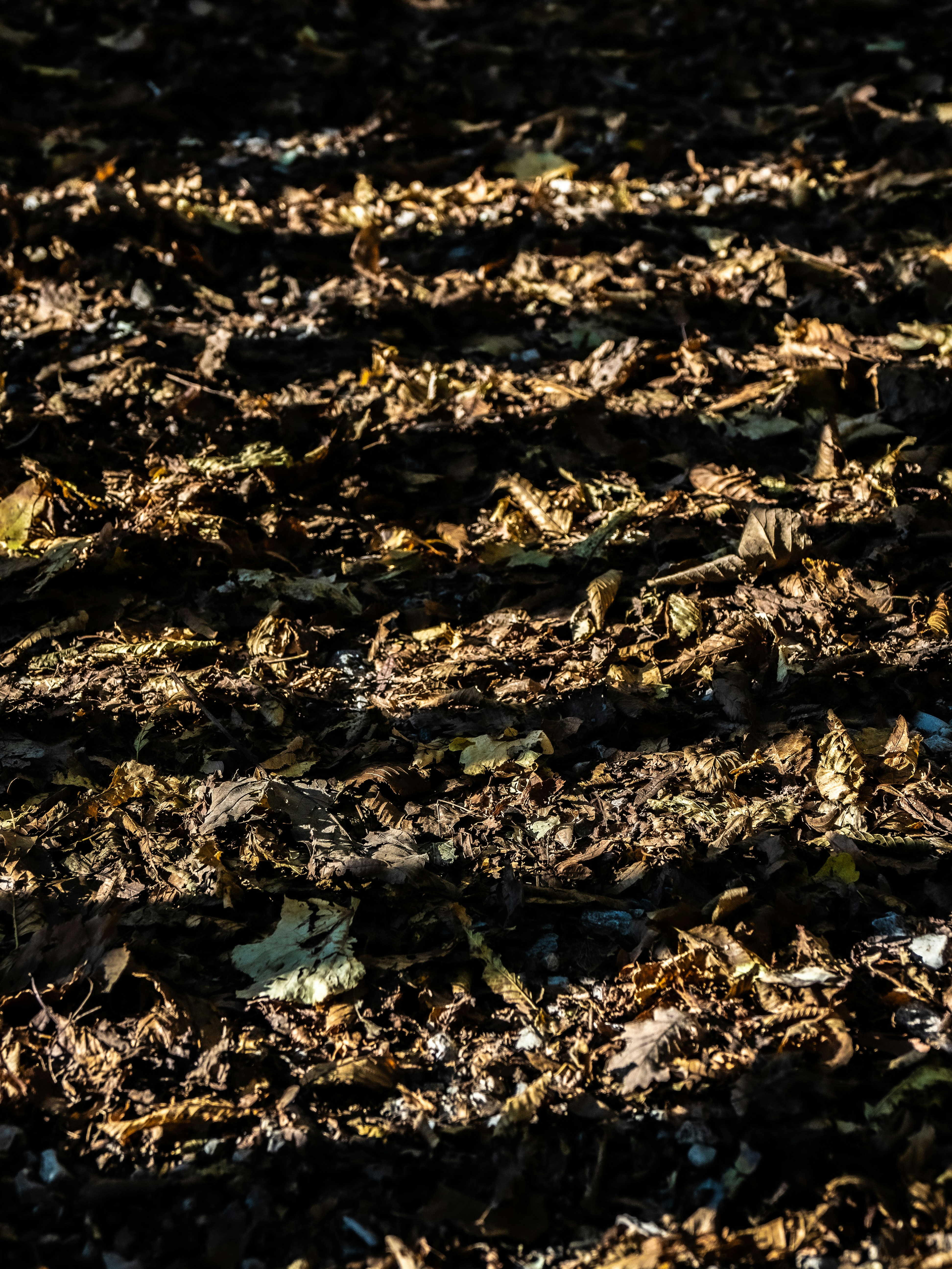 Photo by gopitri_prem