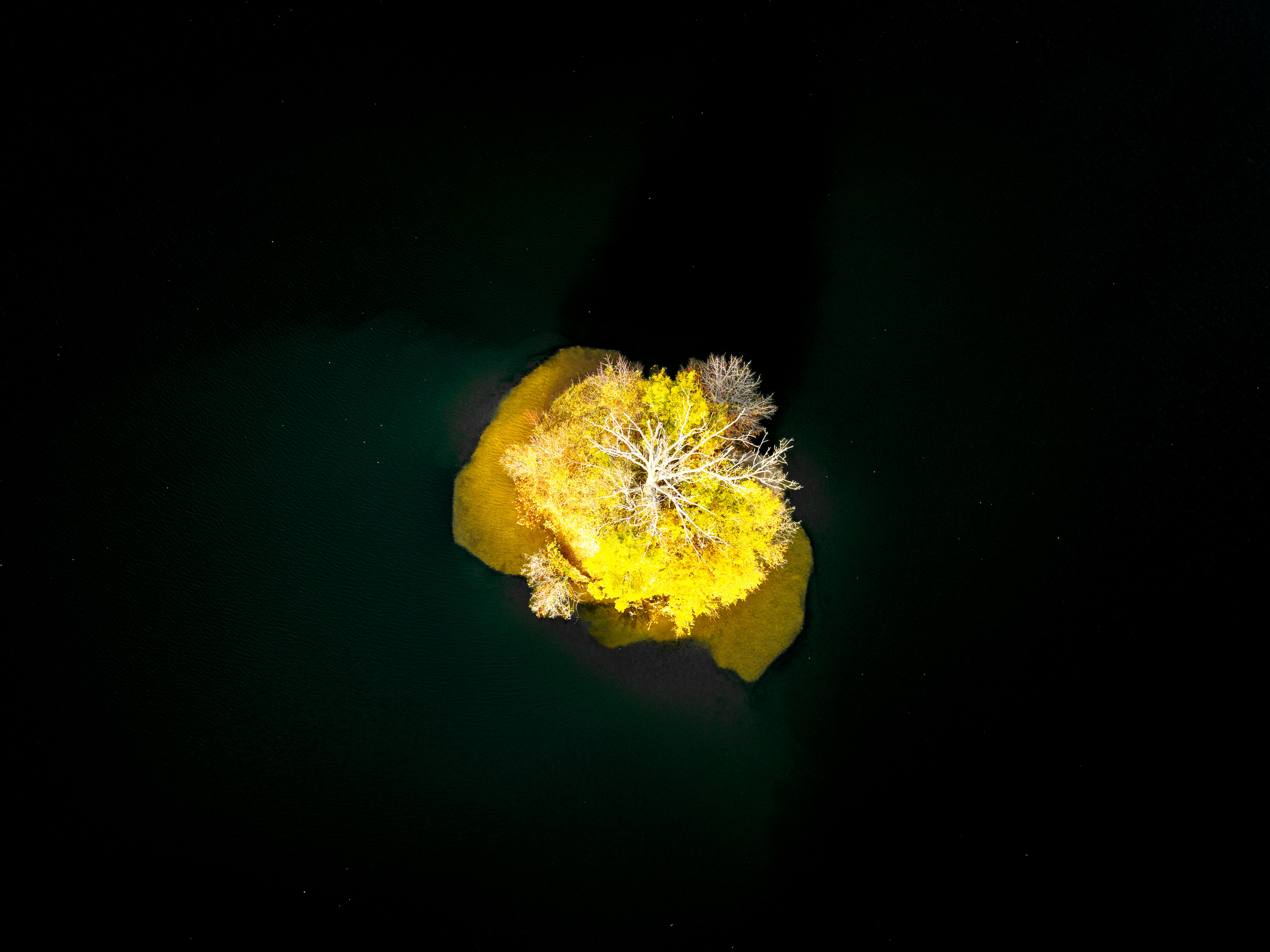 A bright yellow coral formation on a dark background
