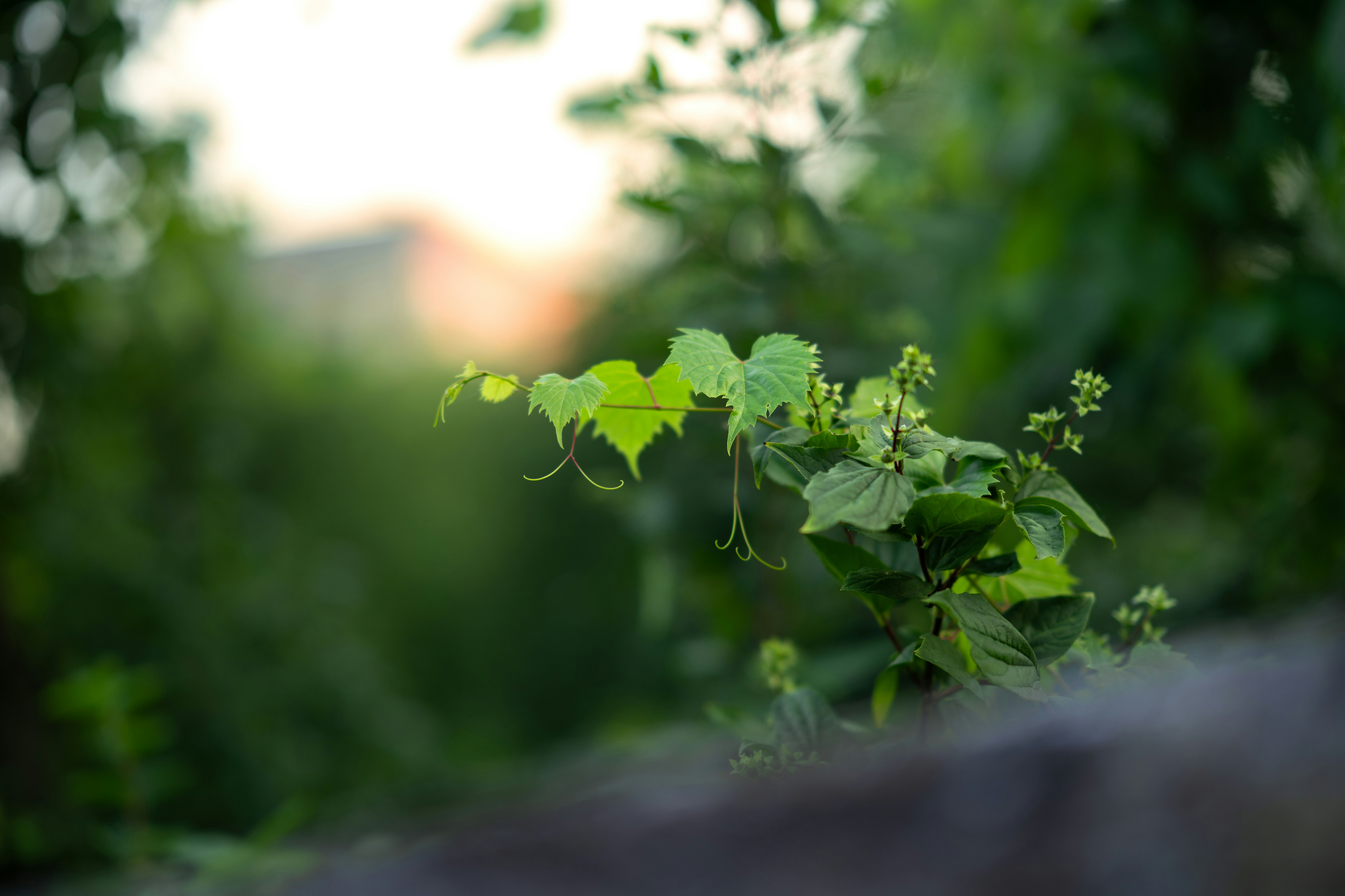 Green leaves and vines with soft sunset light.