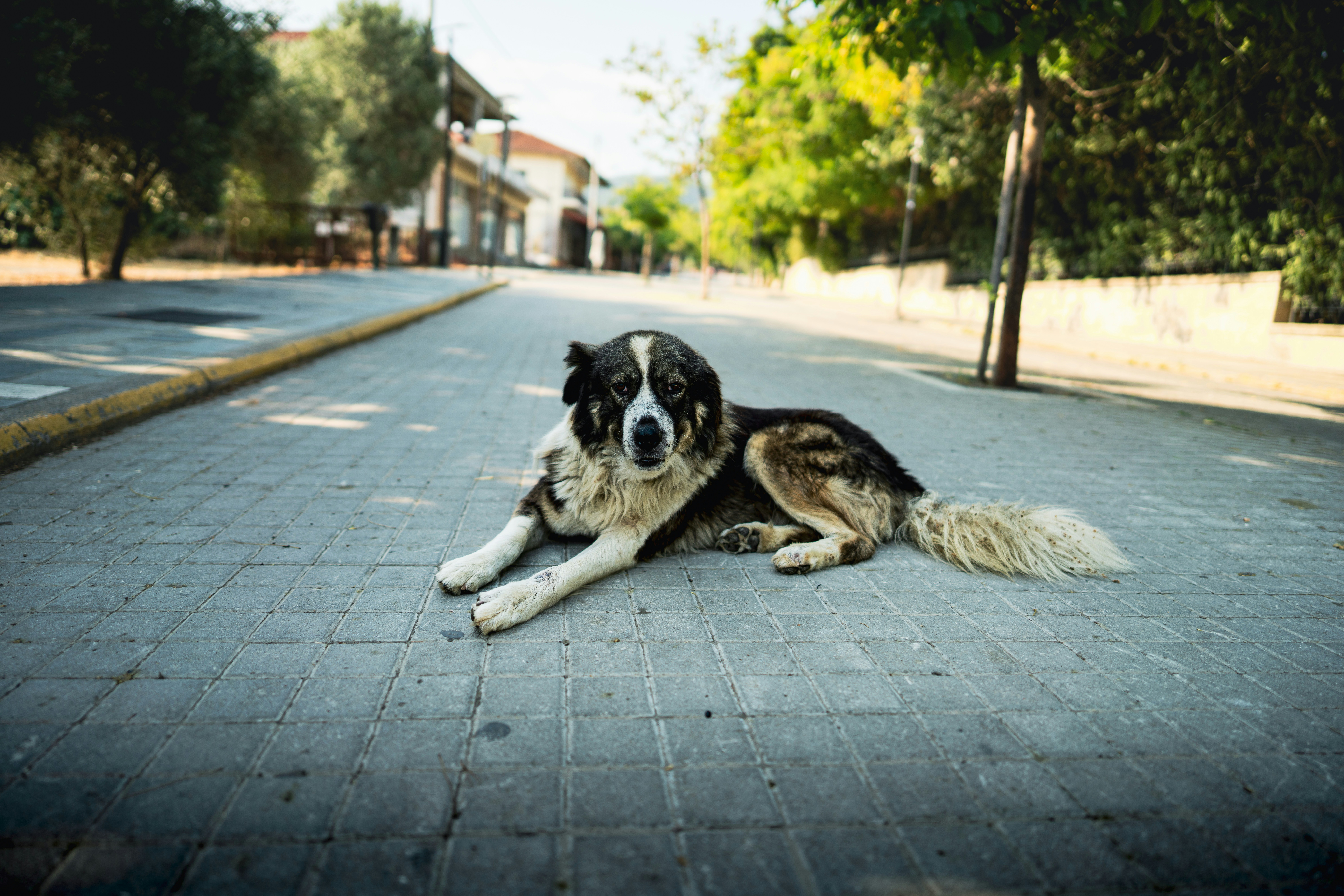 A dog lies on a paved street.