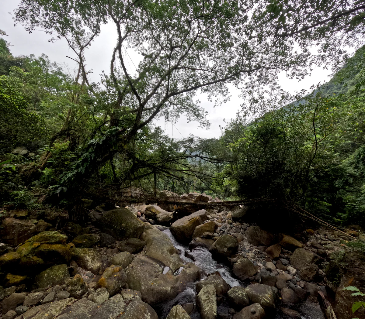 Double Decker Root Bridge