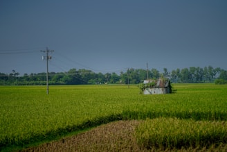Small hut in a vast green rice paddy field.