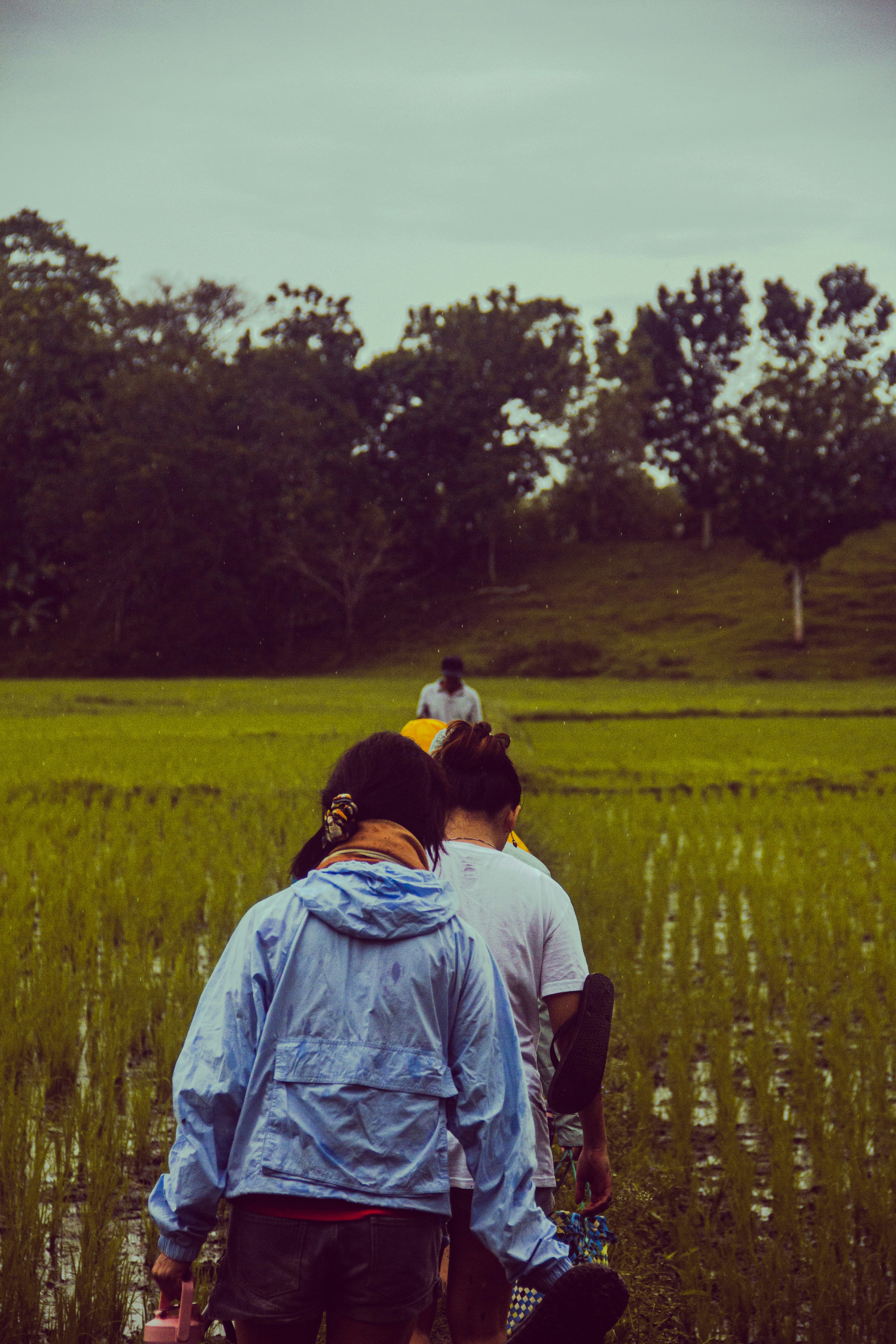 People walk through a lush green rice paddy field.