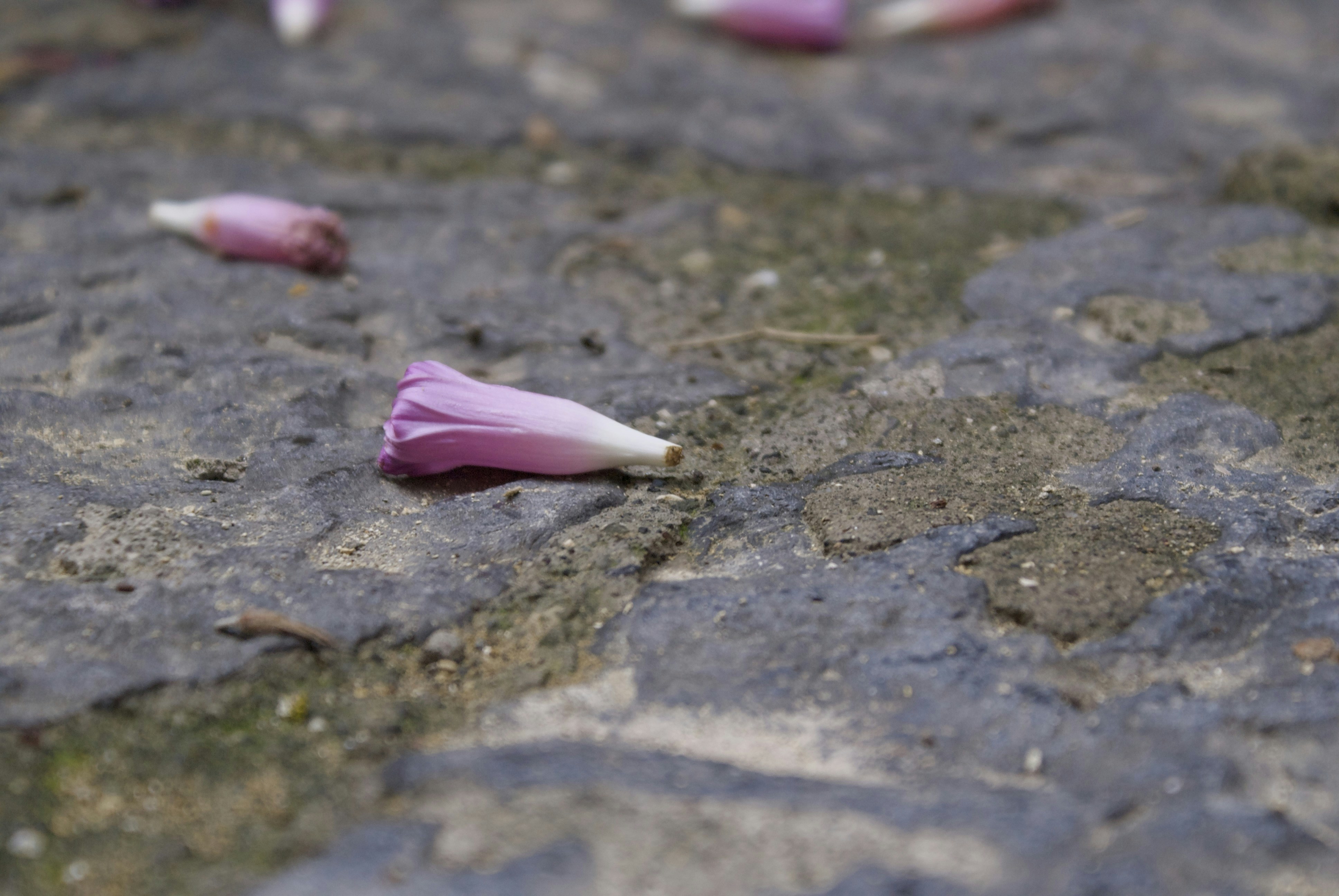 Fallen pink flower buds on a stone path