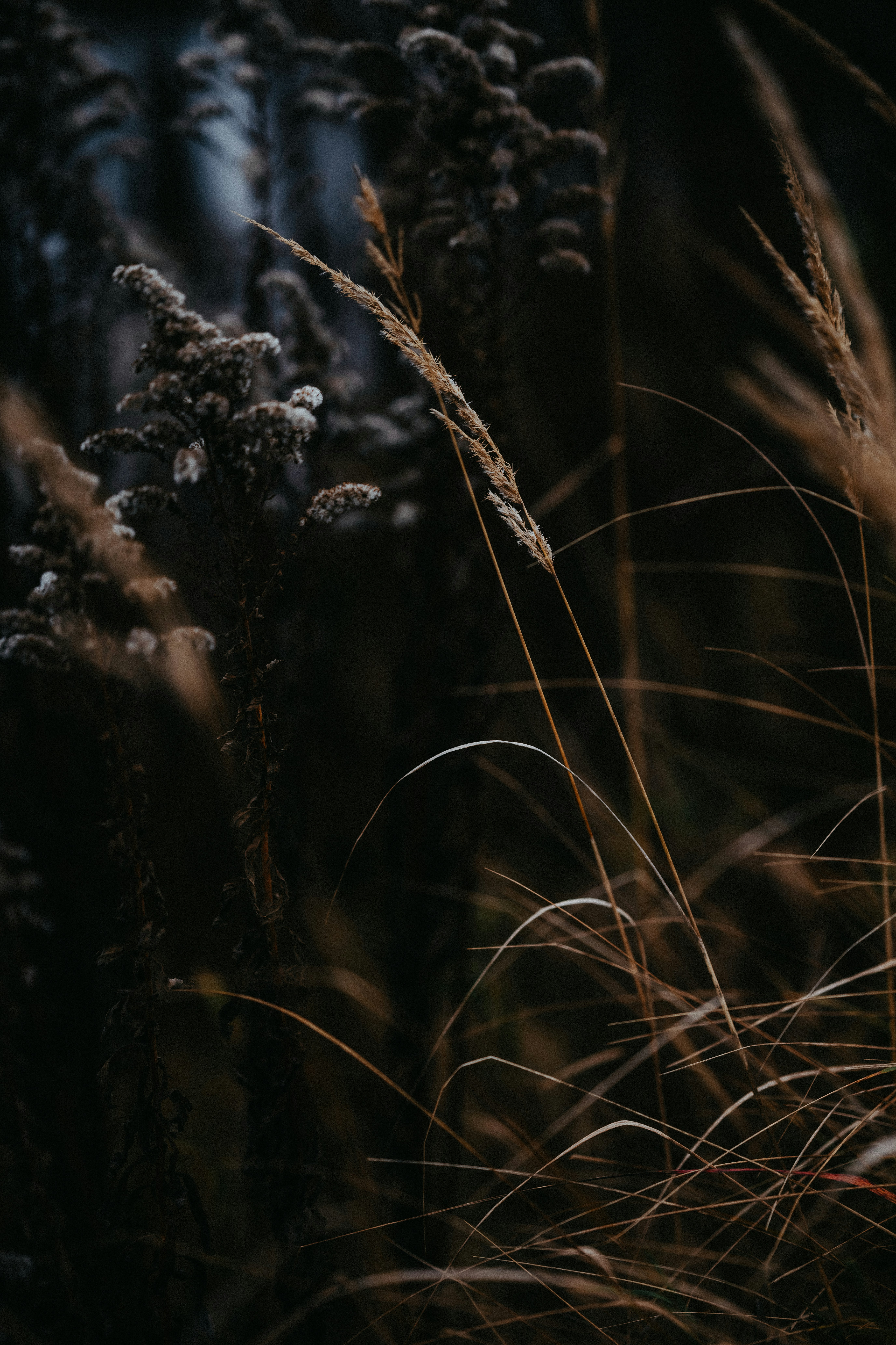 Photo by kristapsungurs