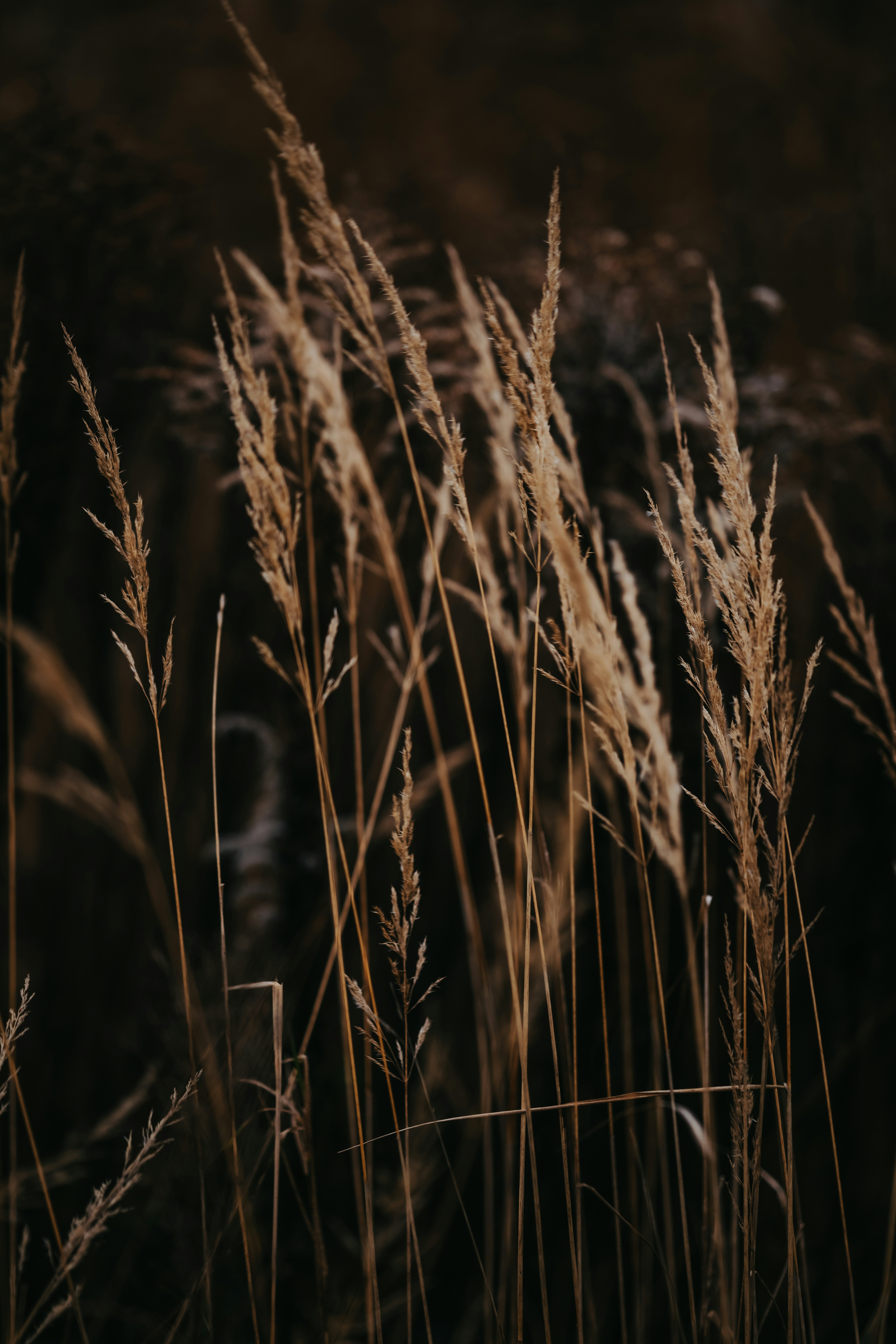 Photo by kristapsungurs