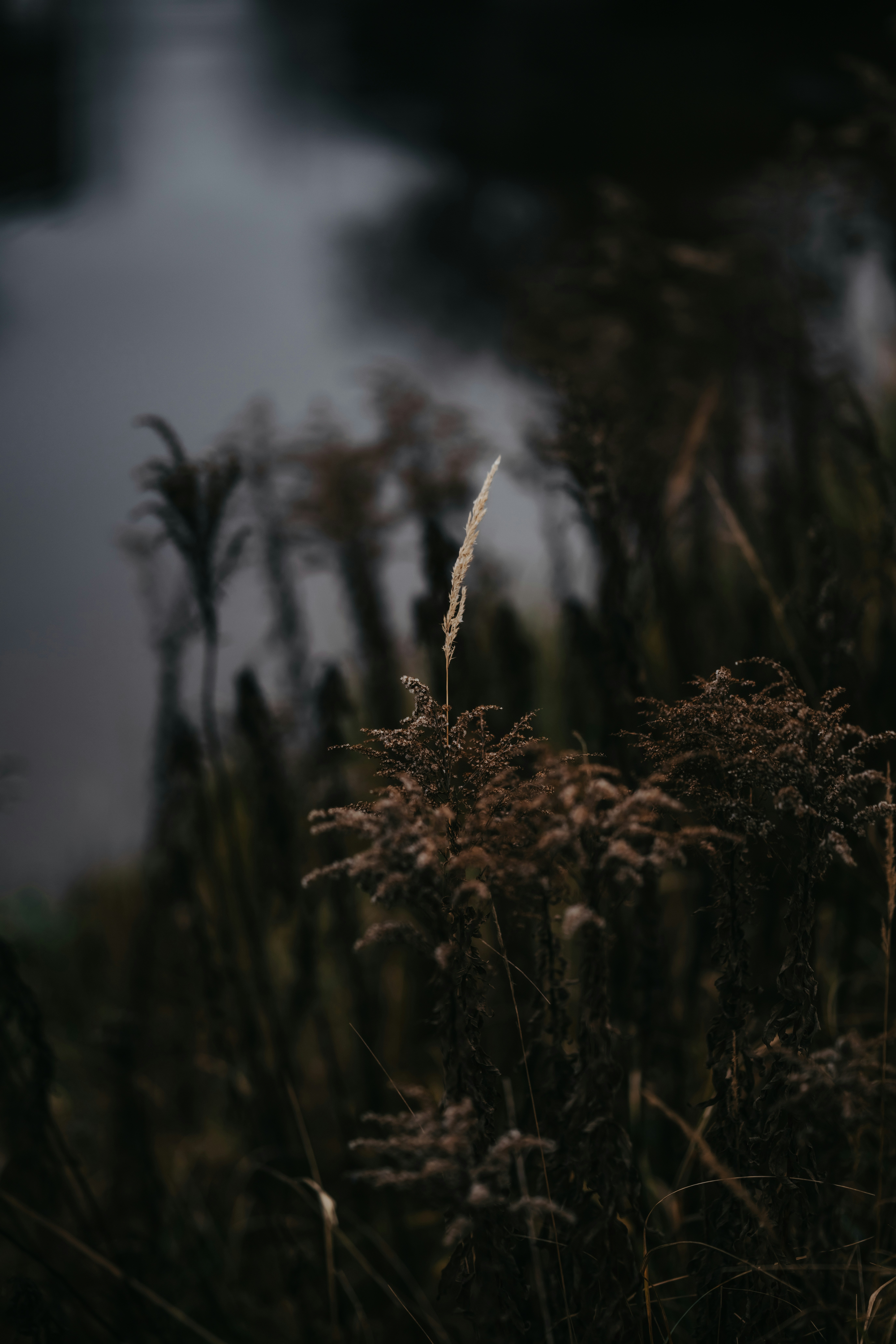 Photo by kristapsungurs