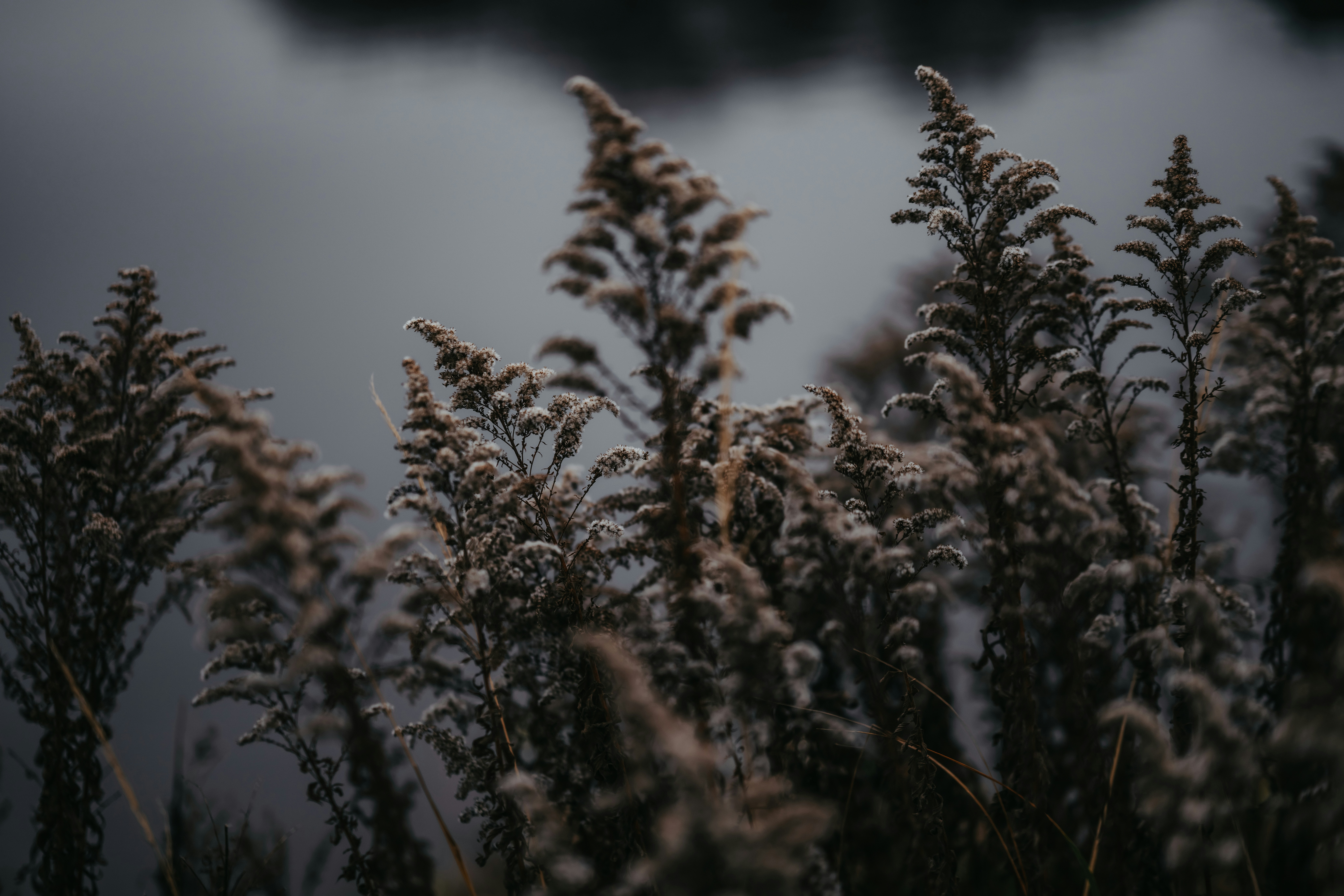 Photo by kristapsungurs