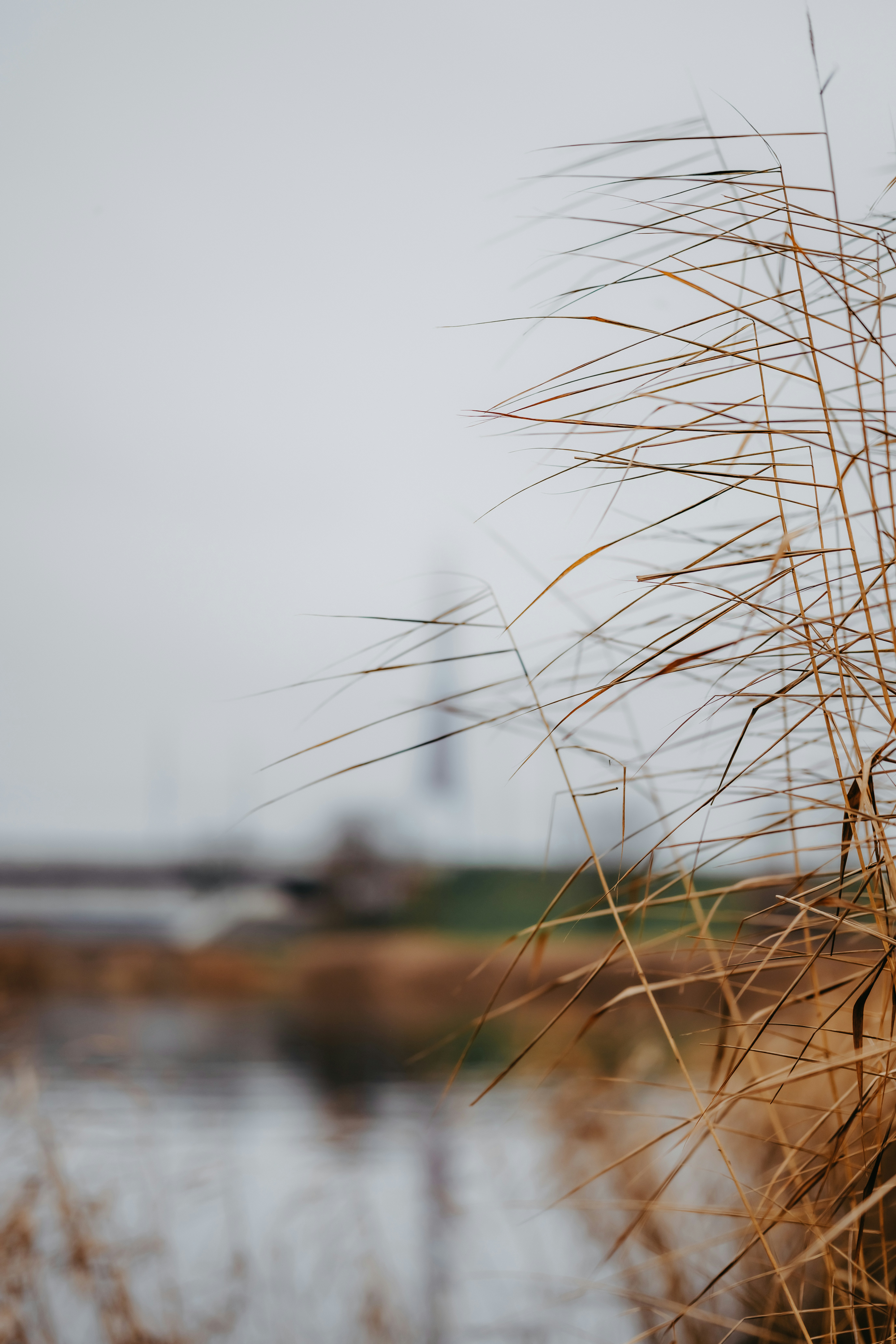 Dry reeds in the foreground with a blurred background. photo – Free ...