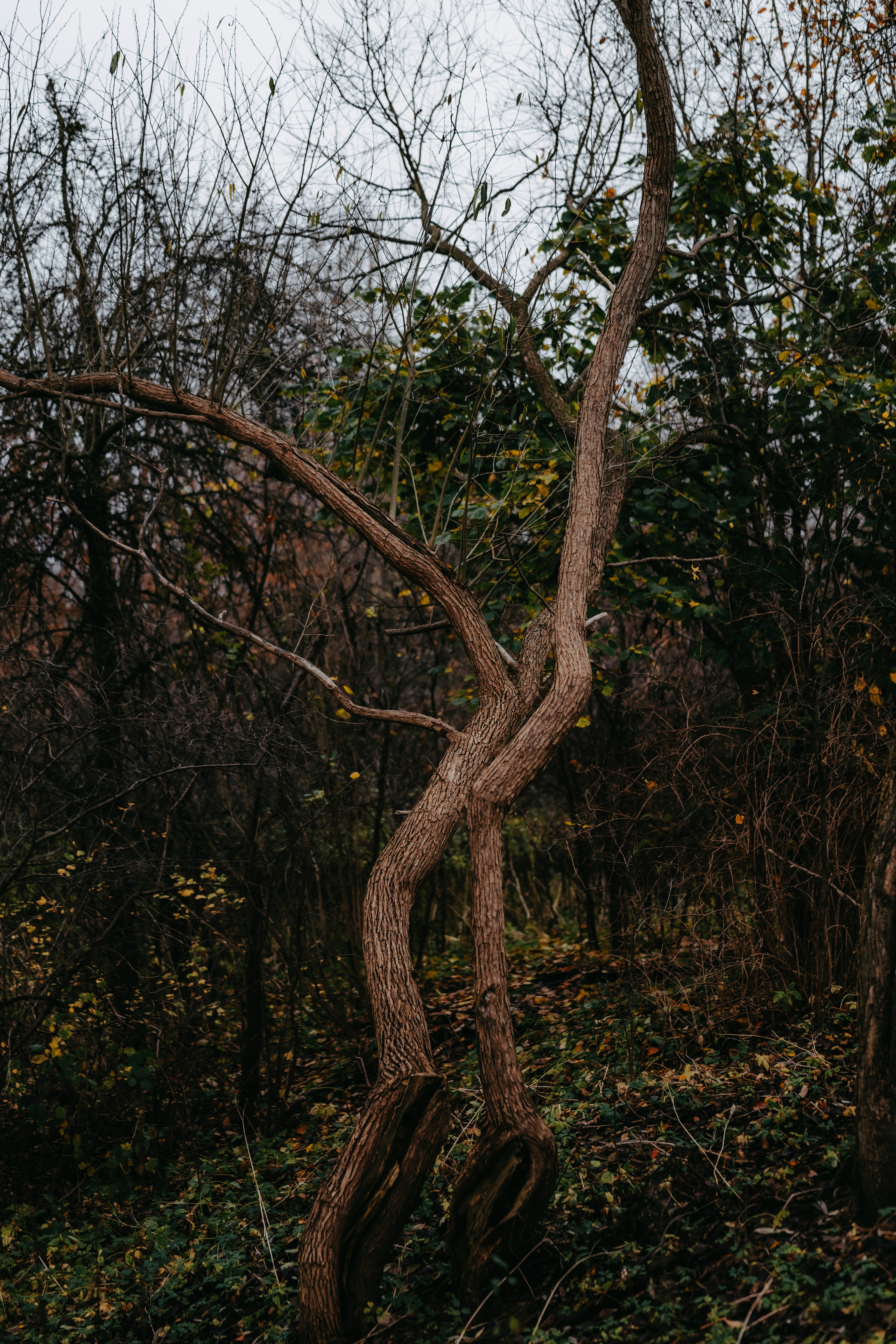 Photo by kristapsungurs