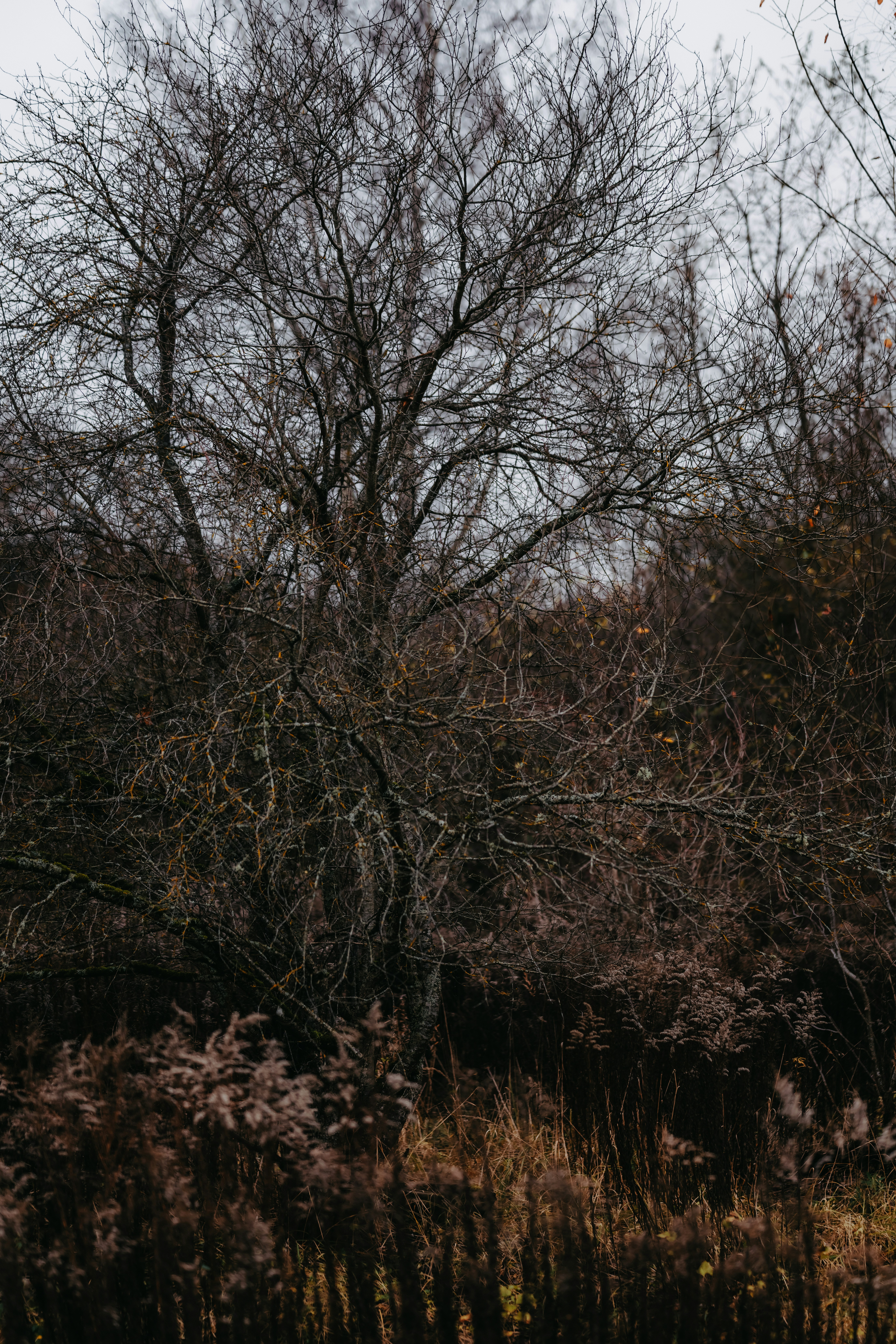 Photo by kristapsungurs