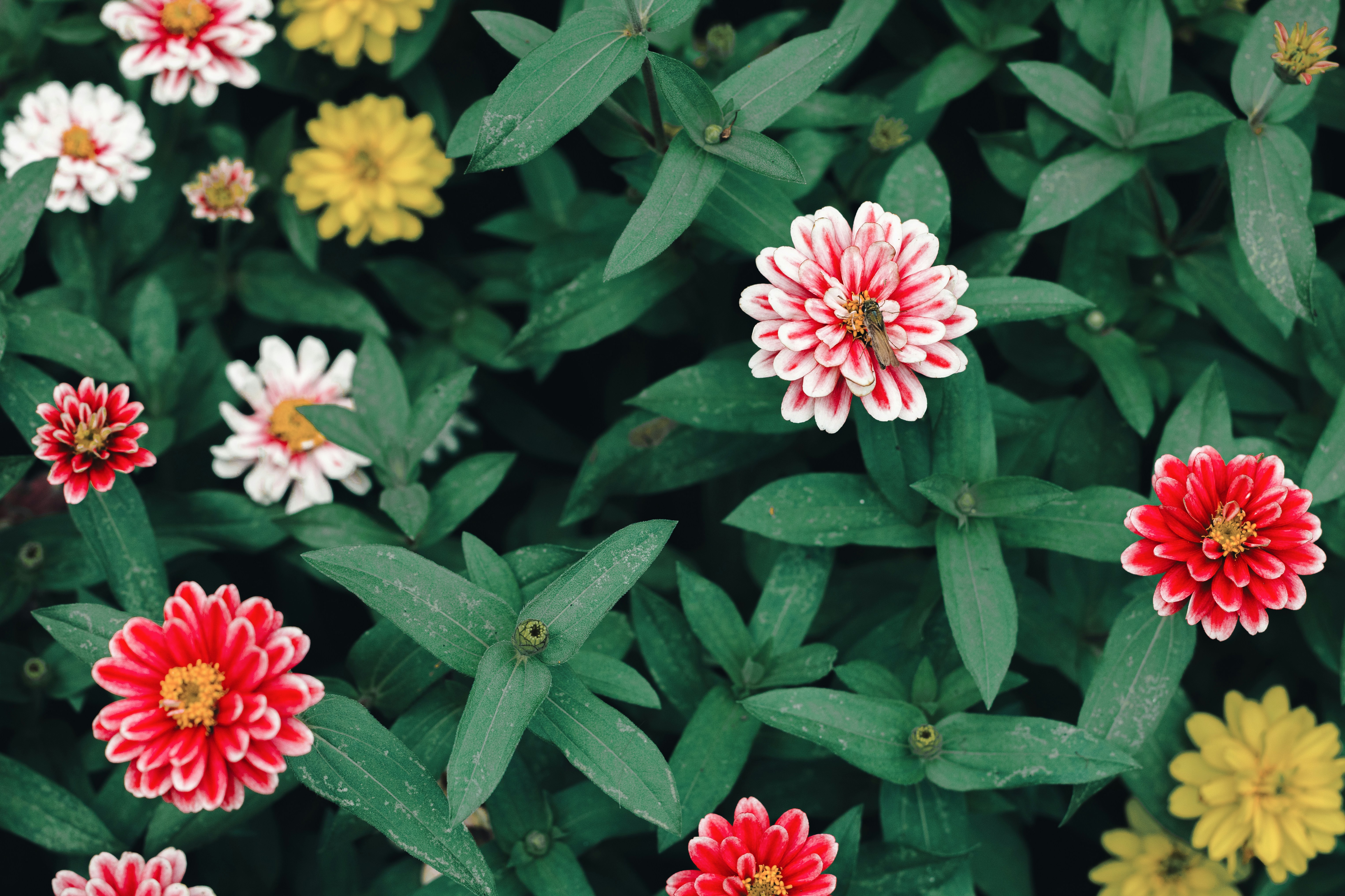 Colorful zinnias bloom among lush green leaves.