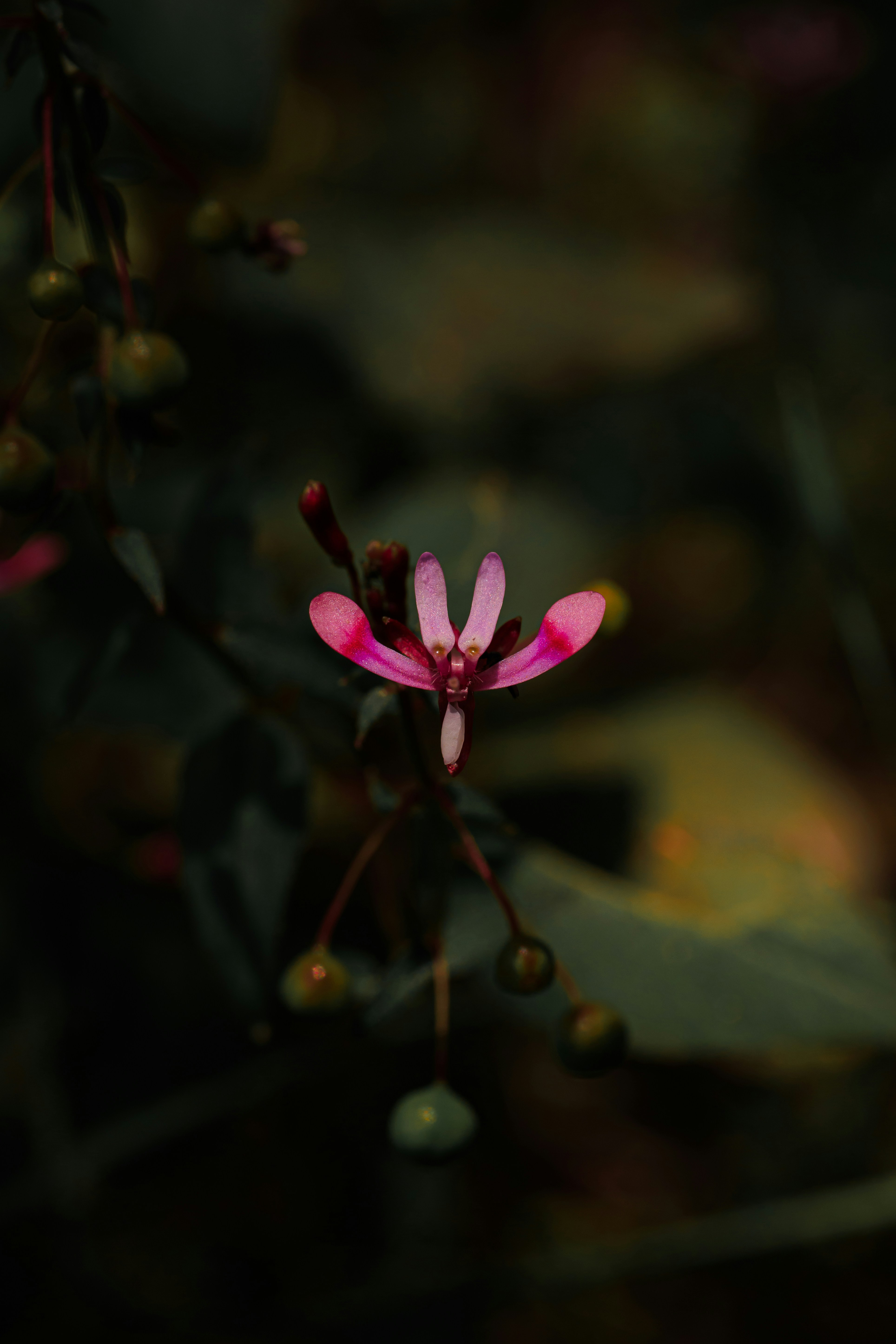 A delicate pink flower blooms in dim light.