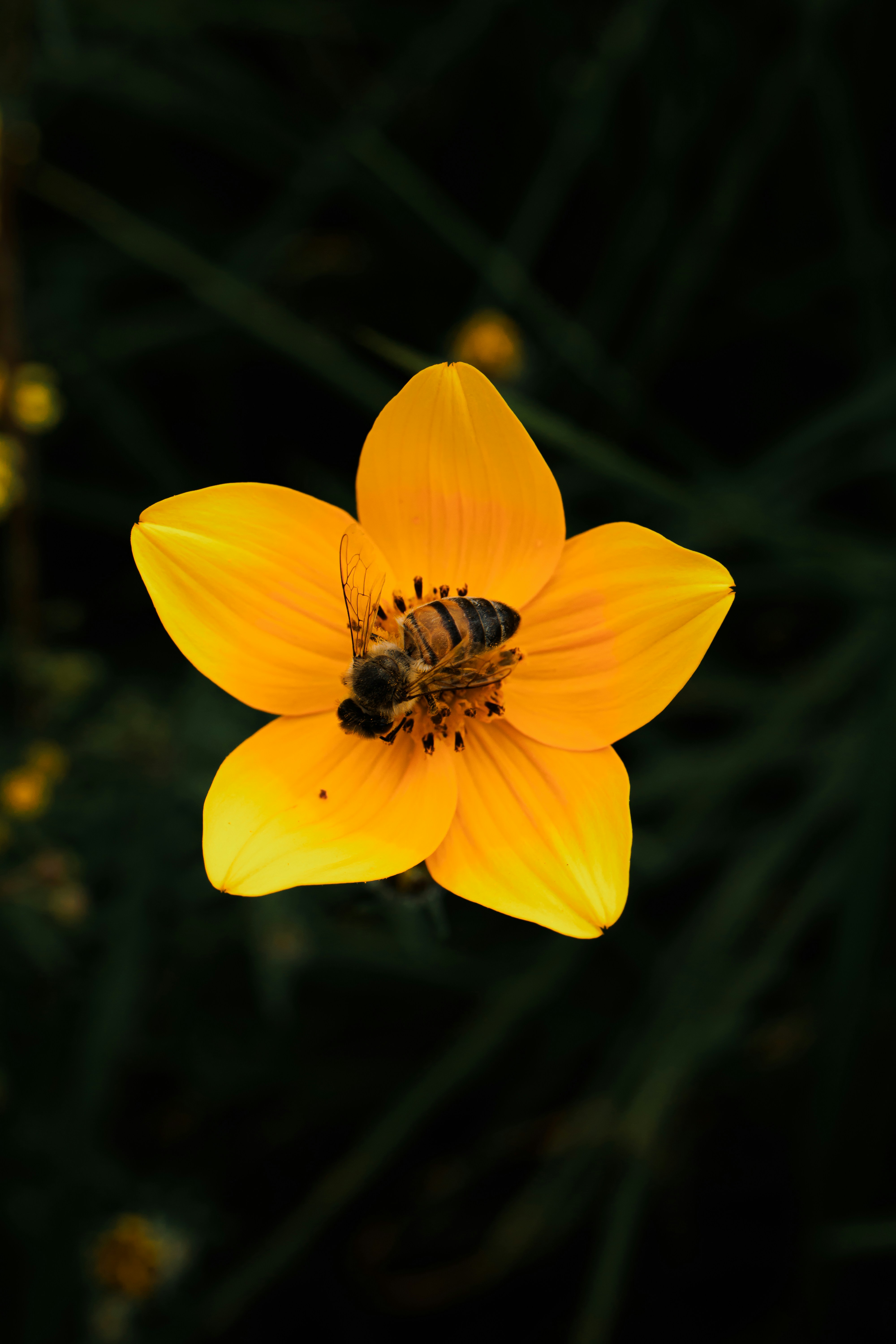 A bee collects nectar from a yellow flower.