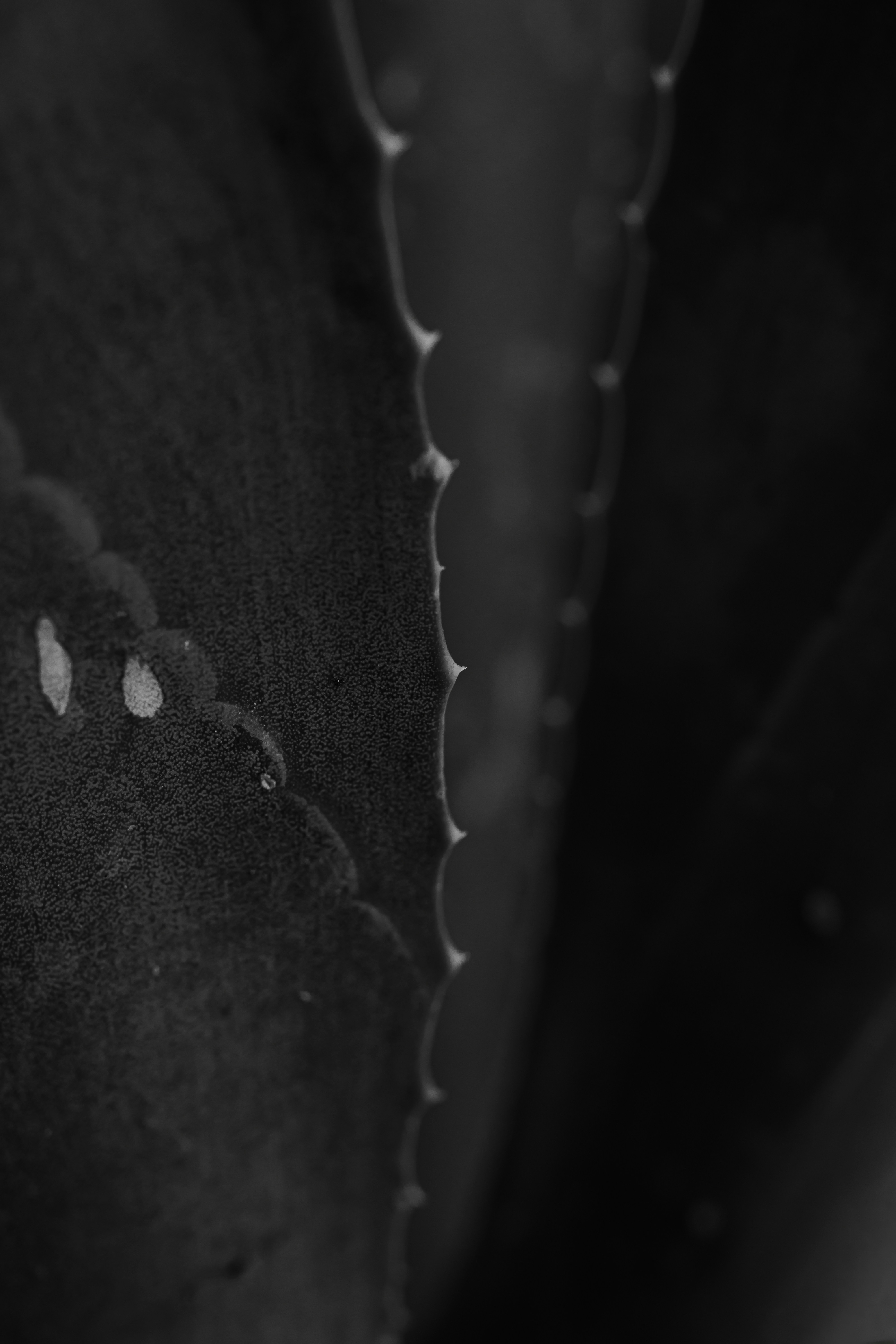 Close-up of a thorny succulent leaf edge