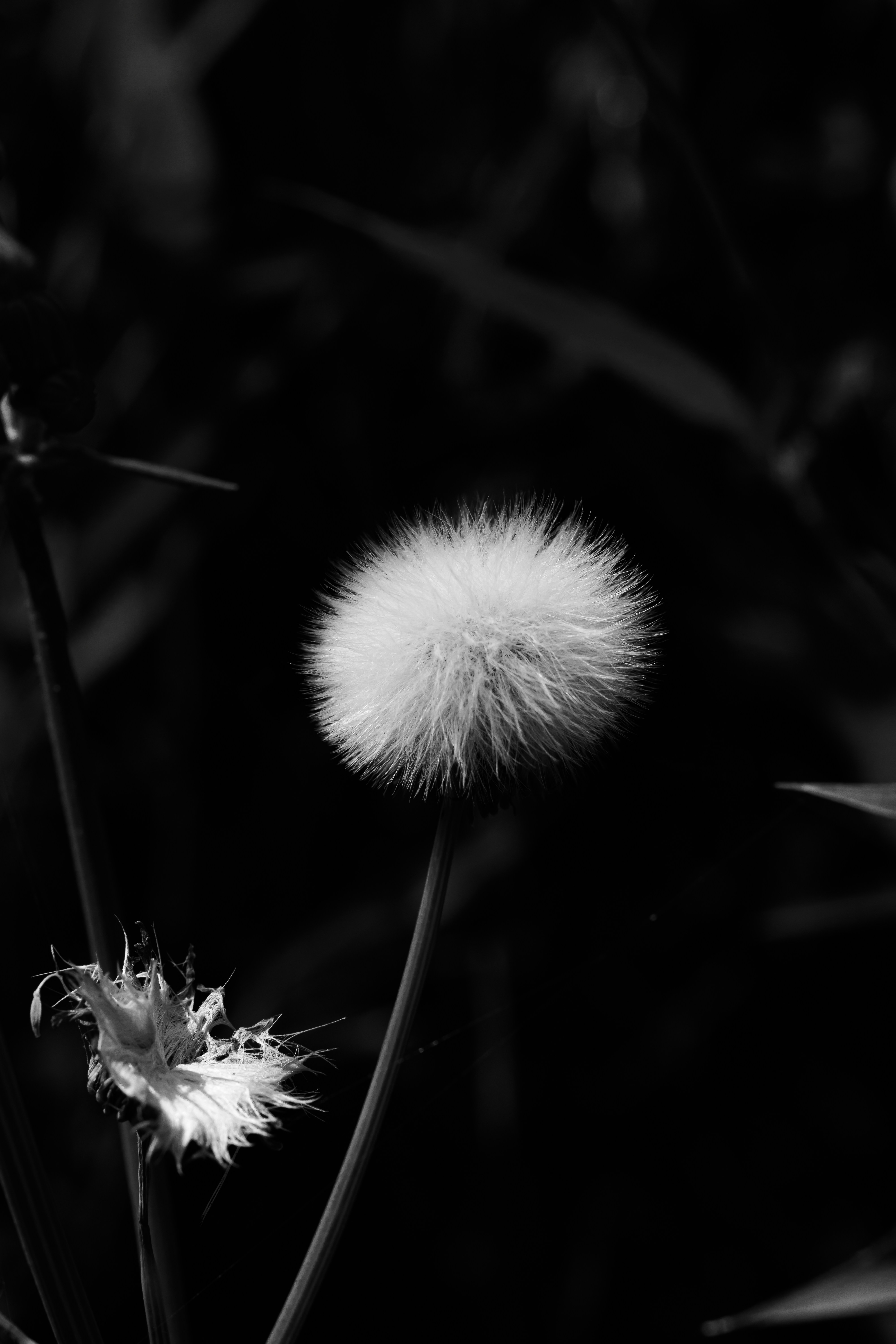 A fluffy dandelion seed head in black and white.