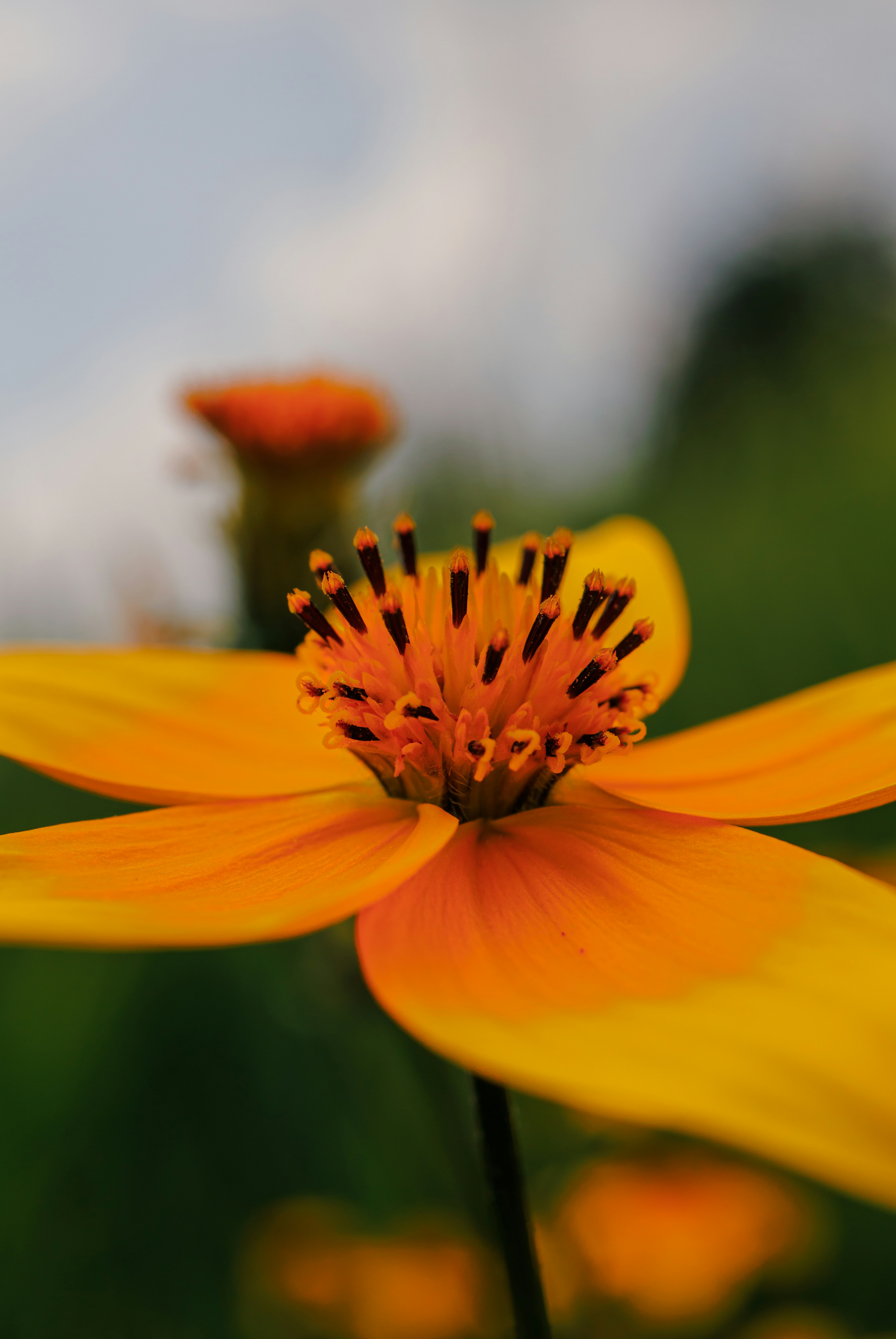 Close-up of a bright yellow and orange flower.