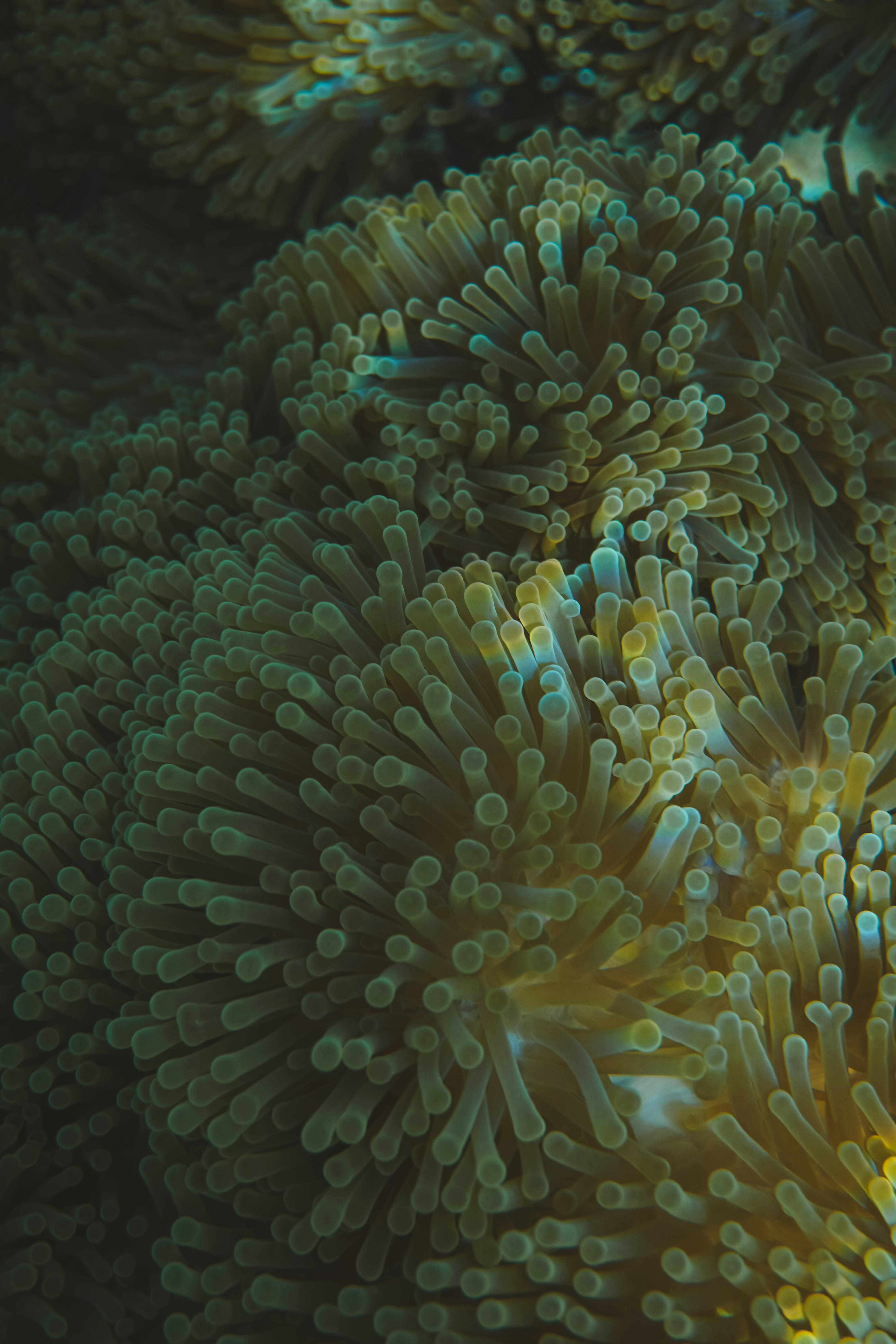 Gros plan d’une anémone de mer avec de nombreux tentacules