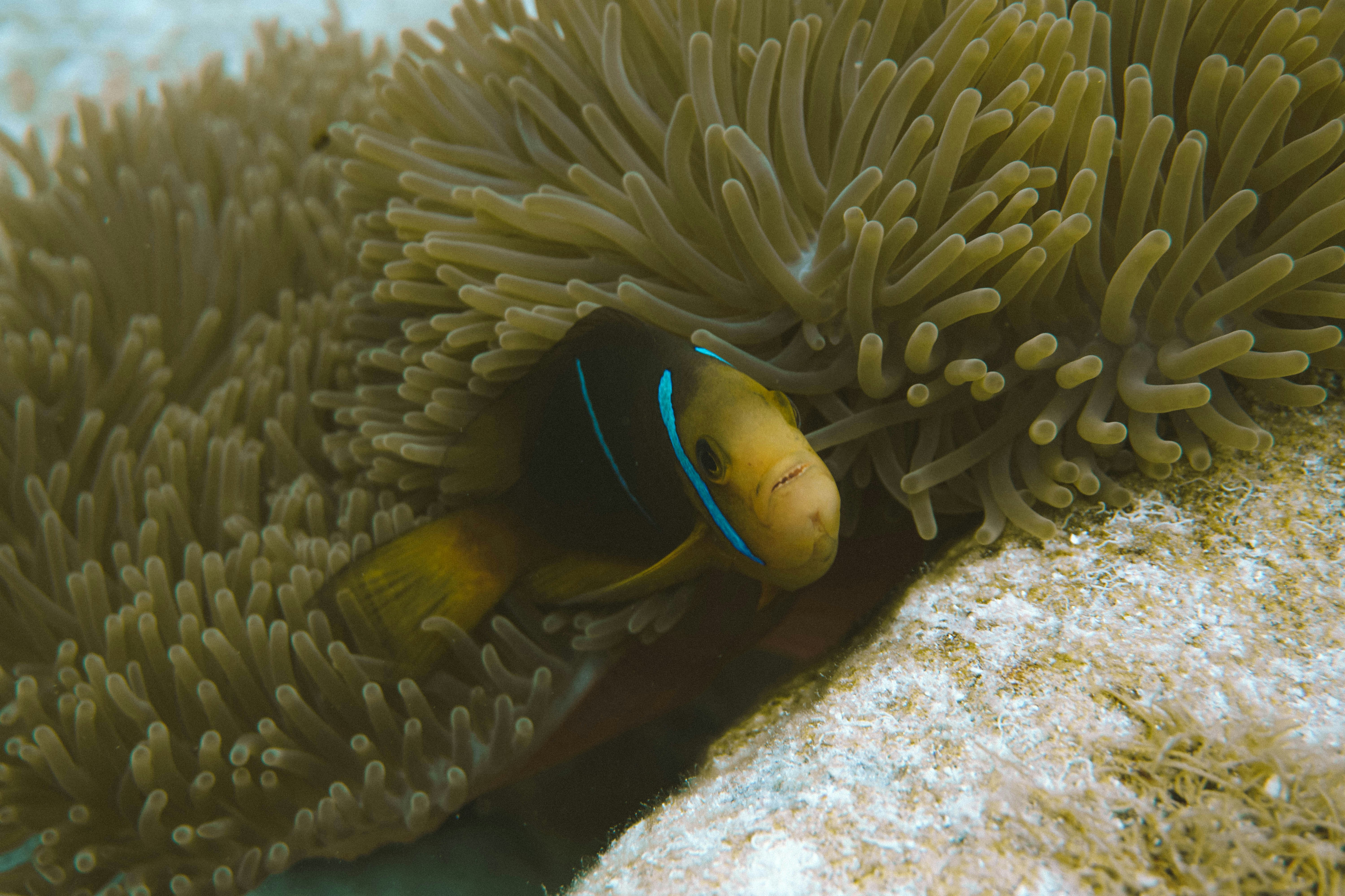 Poisson-clown caché dans une anémone de mer sous l’eau