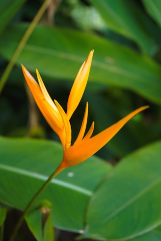 An orange tropical flower with green leaves