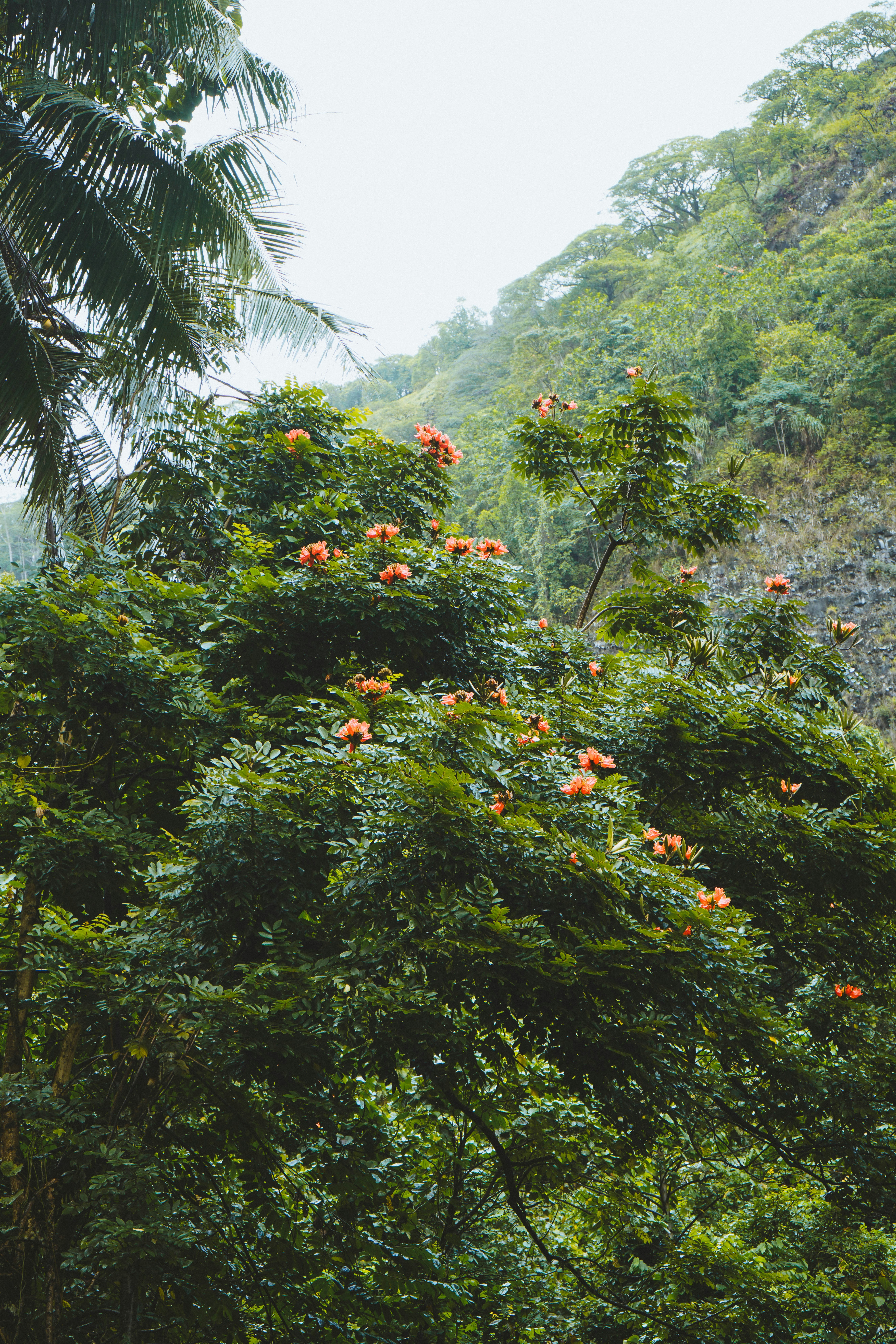 Les fleurs oranger s’épanouissent sur des arbres verdoyants