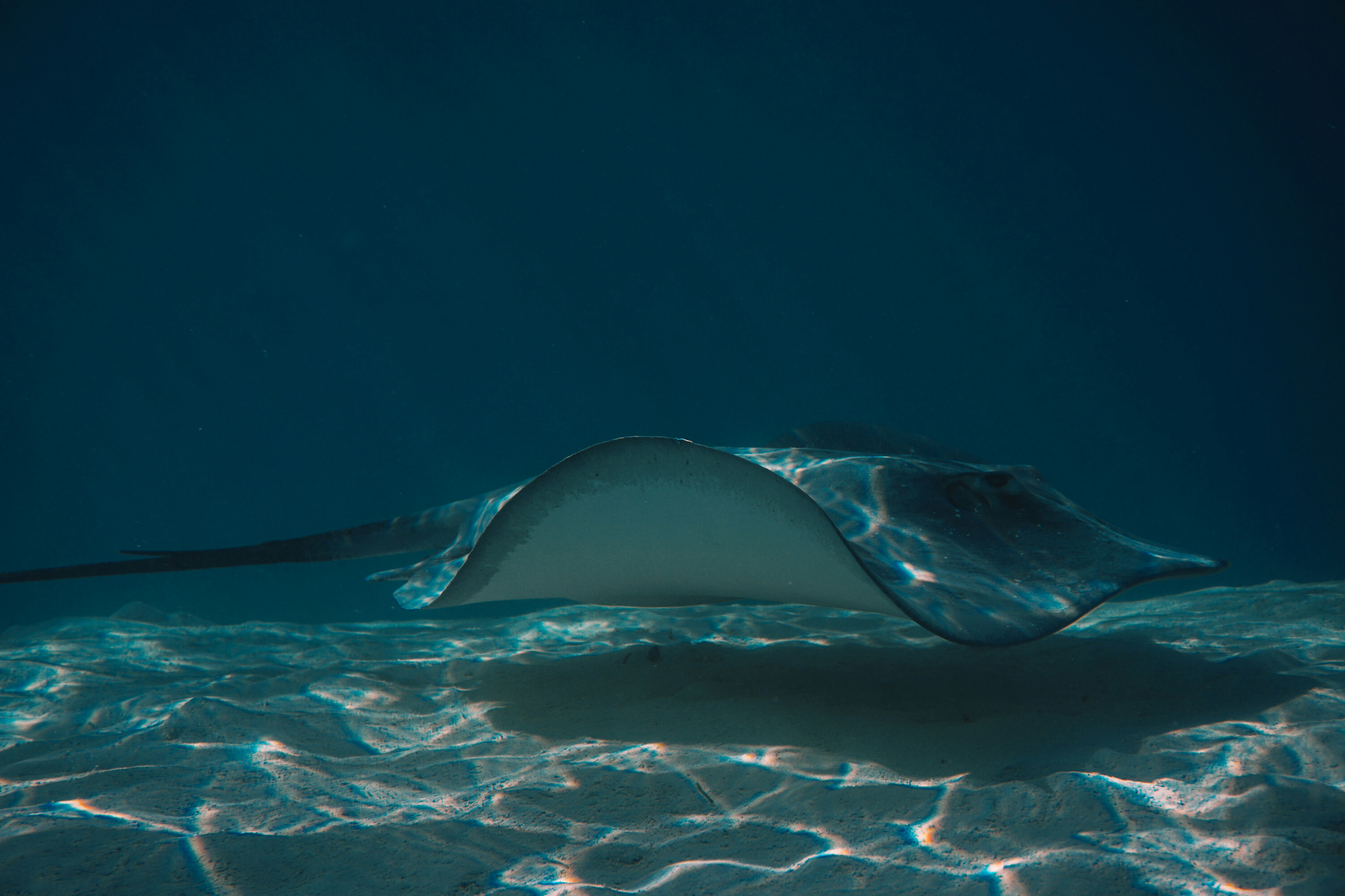 Une raie pastenague nage sur le fond sablonneux de l’océan.