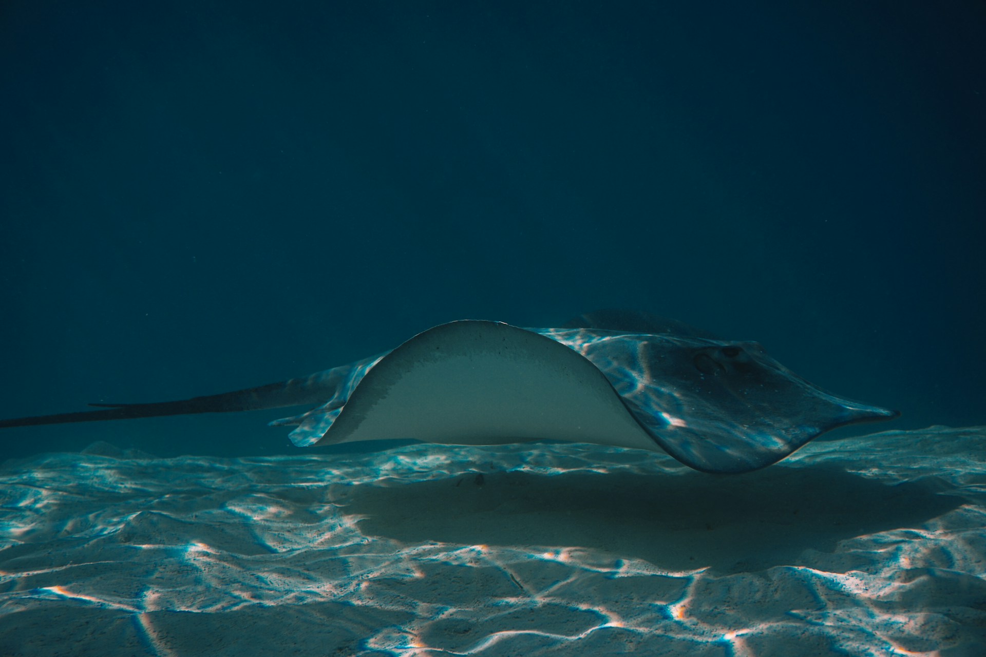 A stingray swims over a sandy ocean floor.